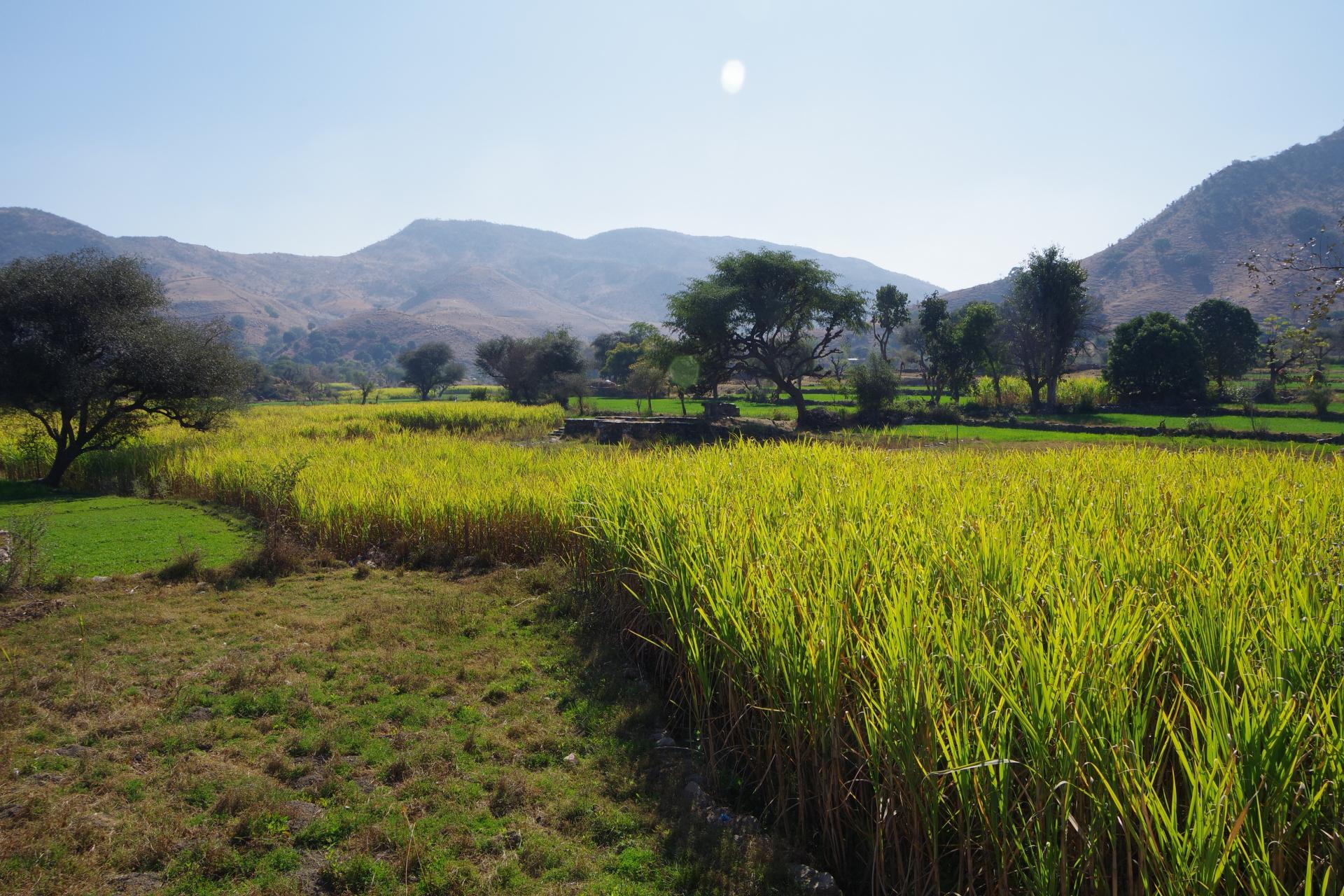 Ranakpur road 2