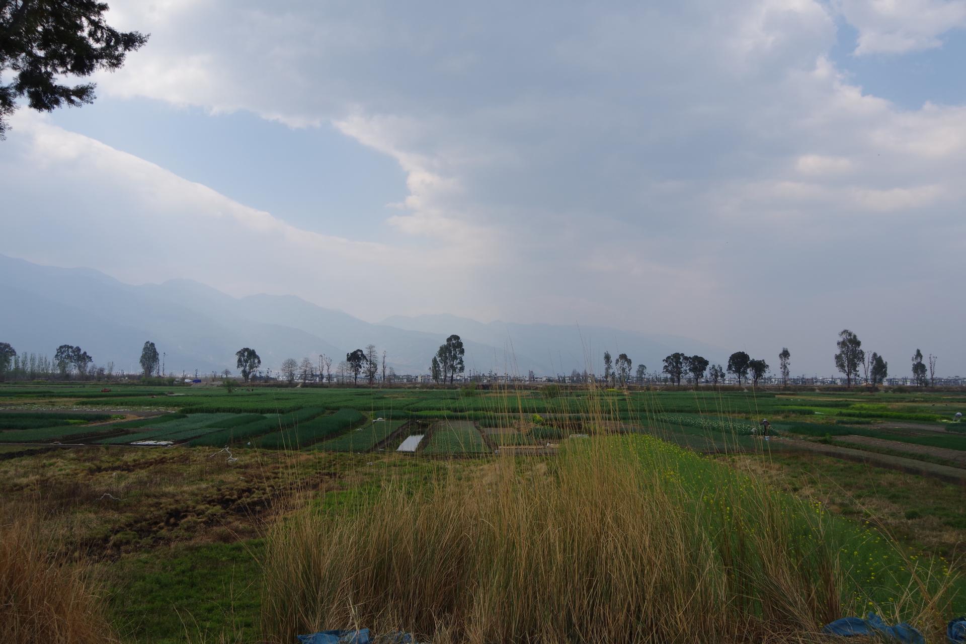 Dali fields