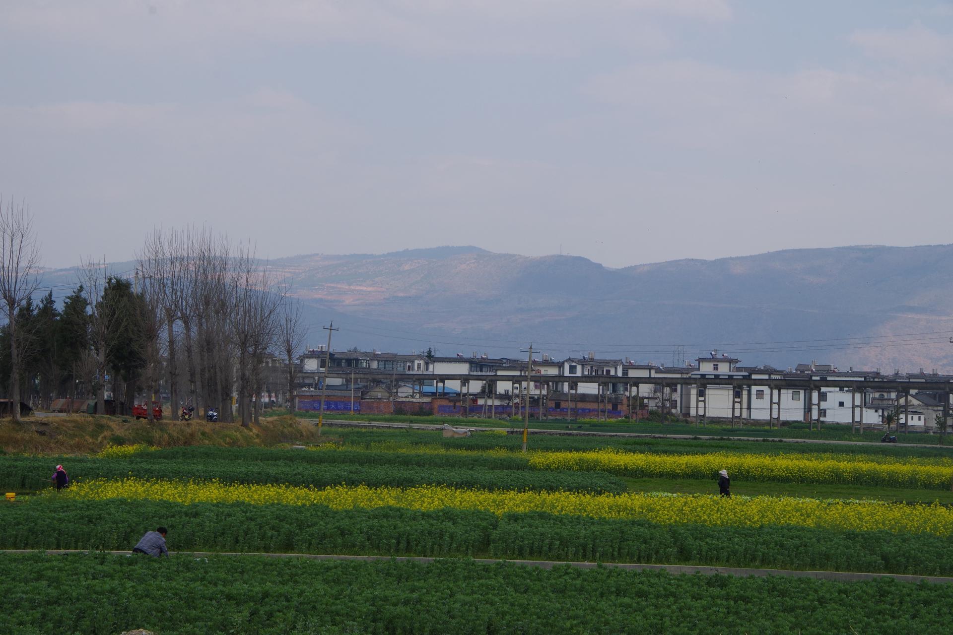 Dali fields
