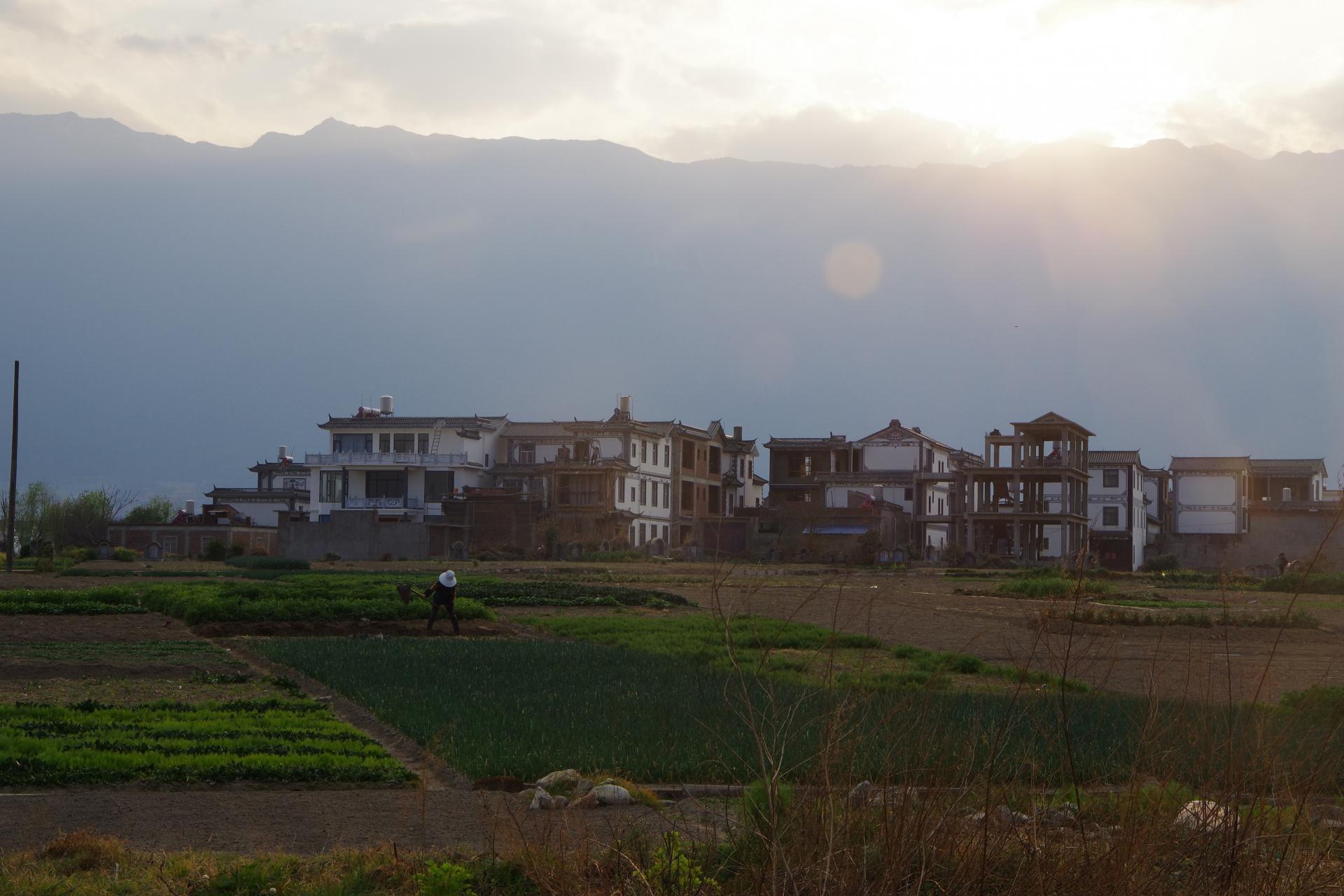 Dali fields