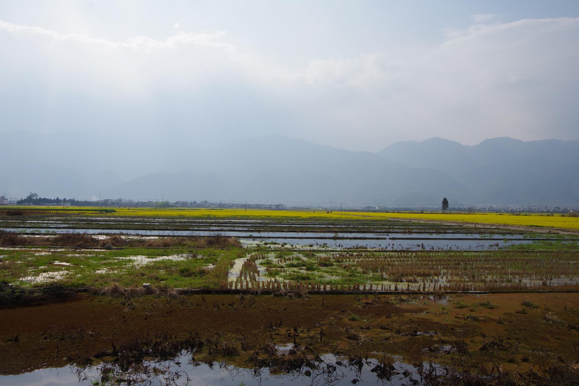 Dali fields