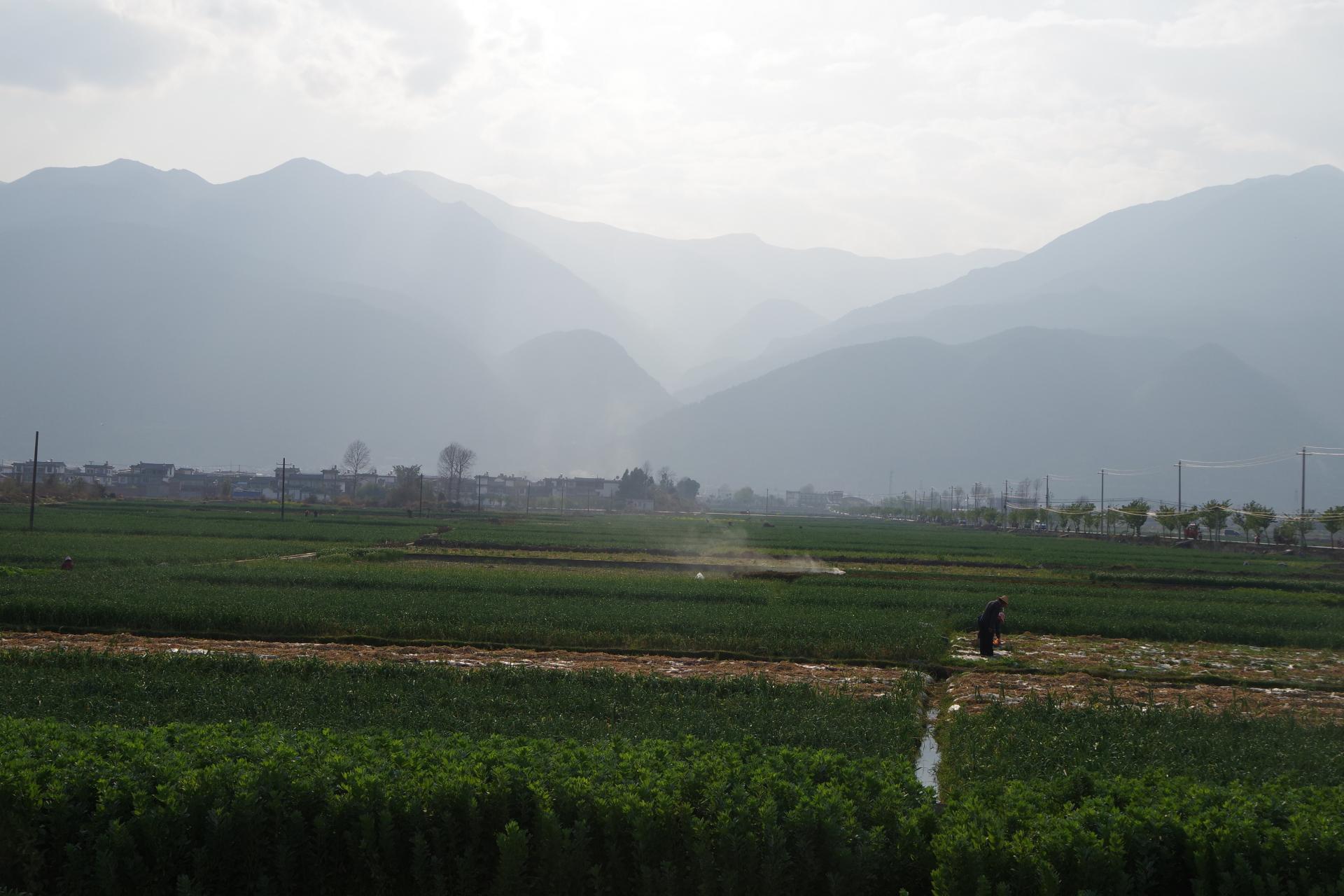 Dali fields