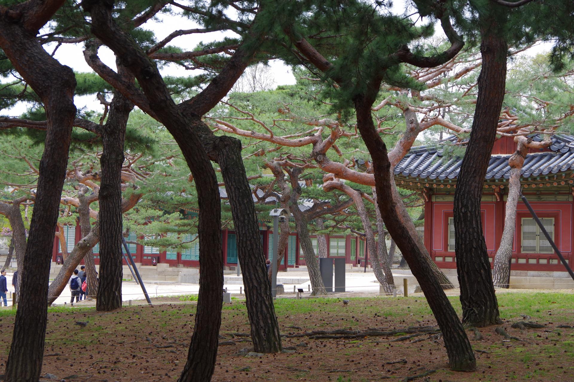 Changdeokung palace seoul