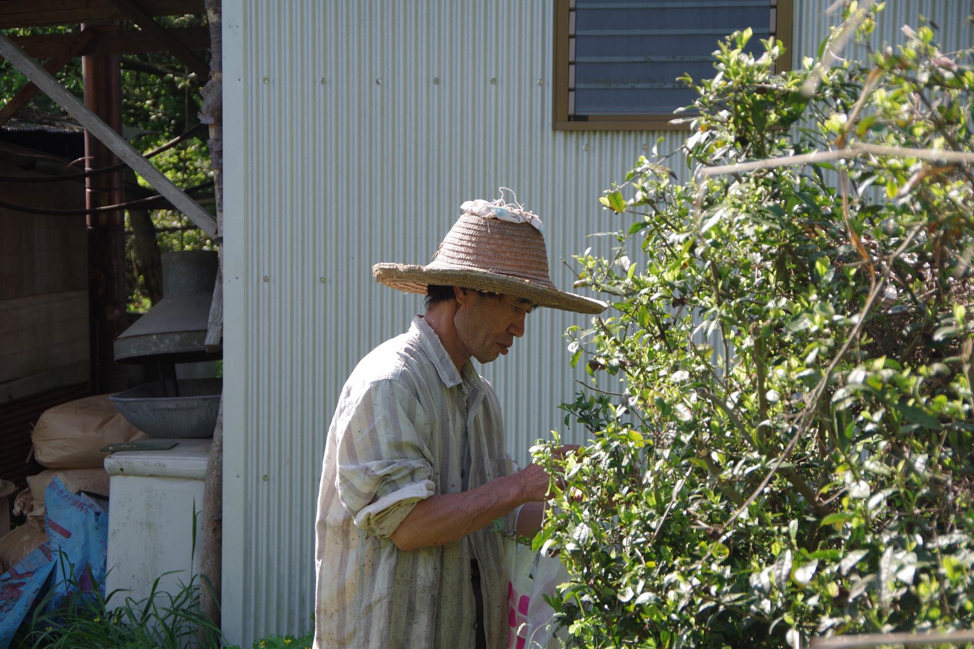 Tea picking