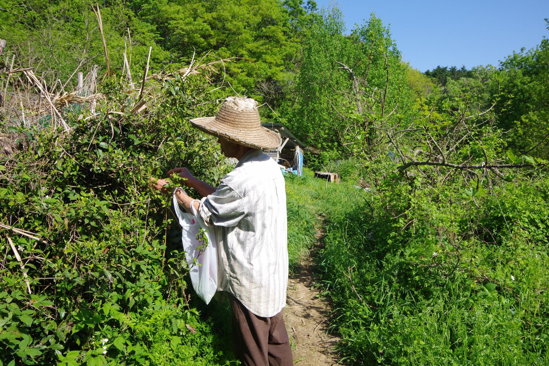 Tea picking