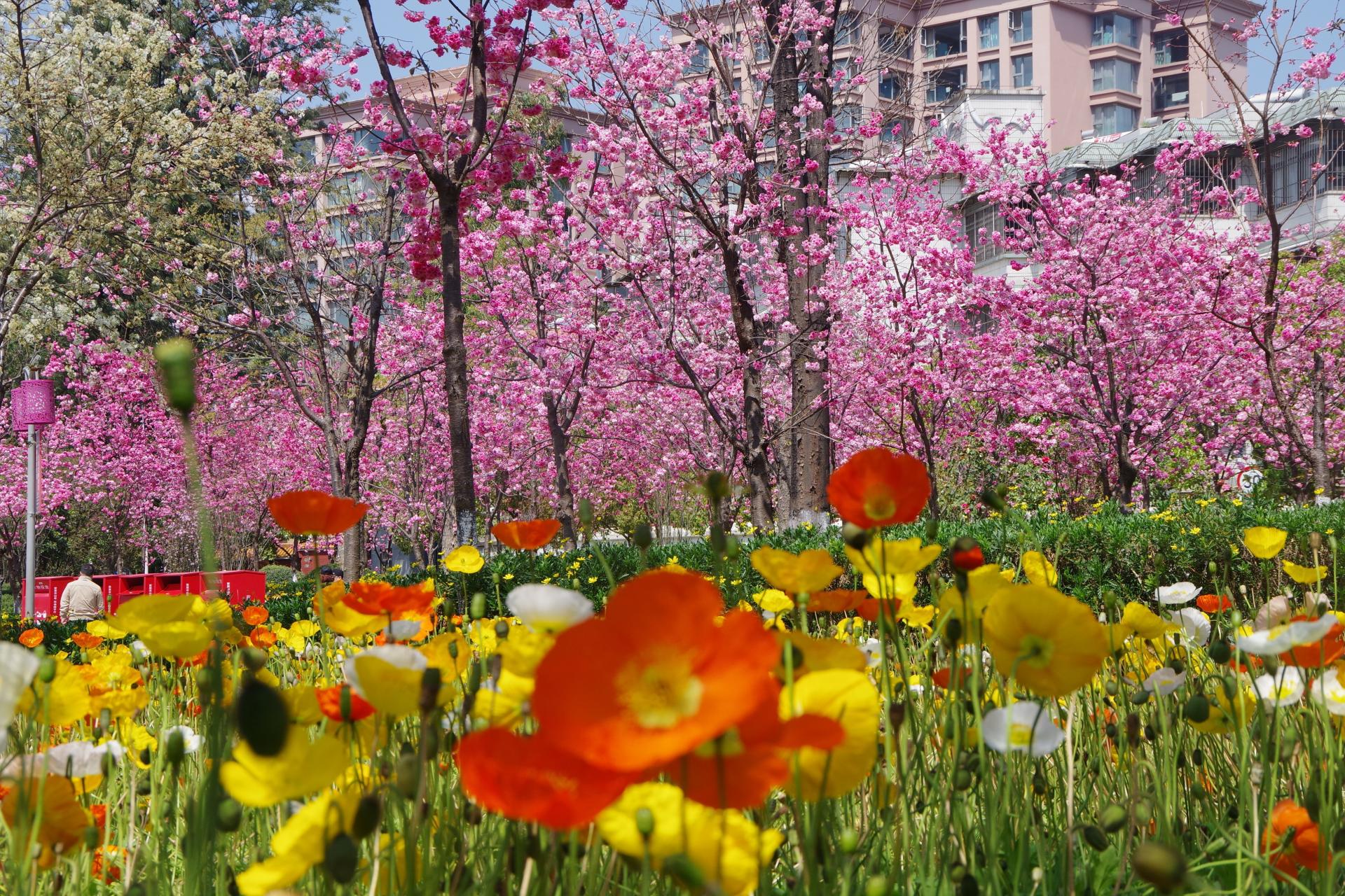 Kunming cherry