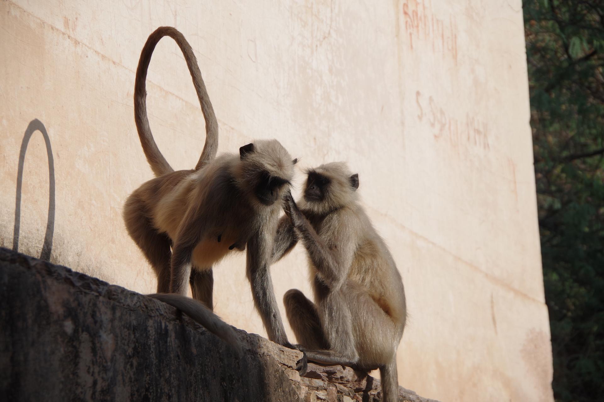 Bundi monkey