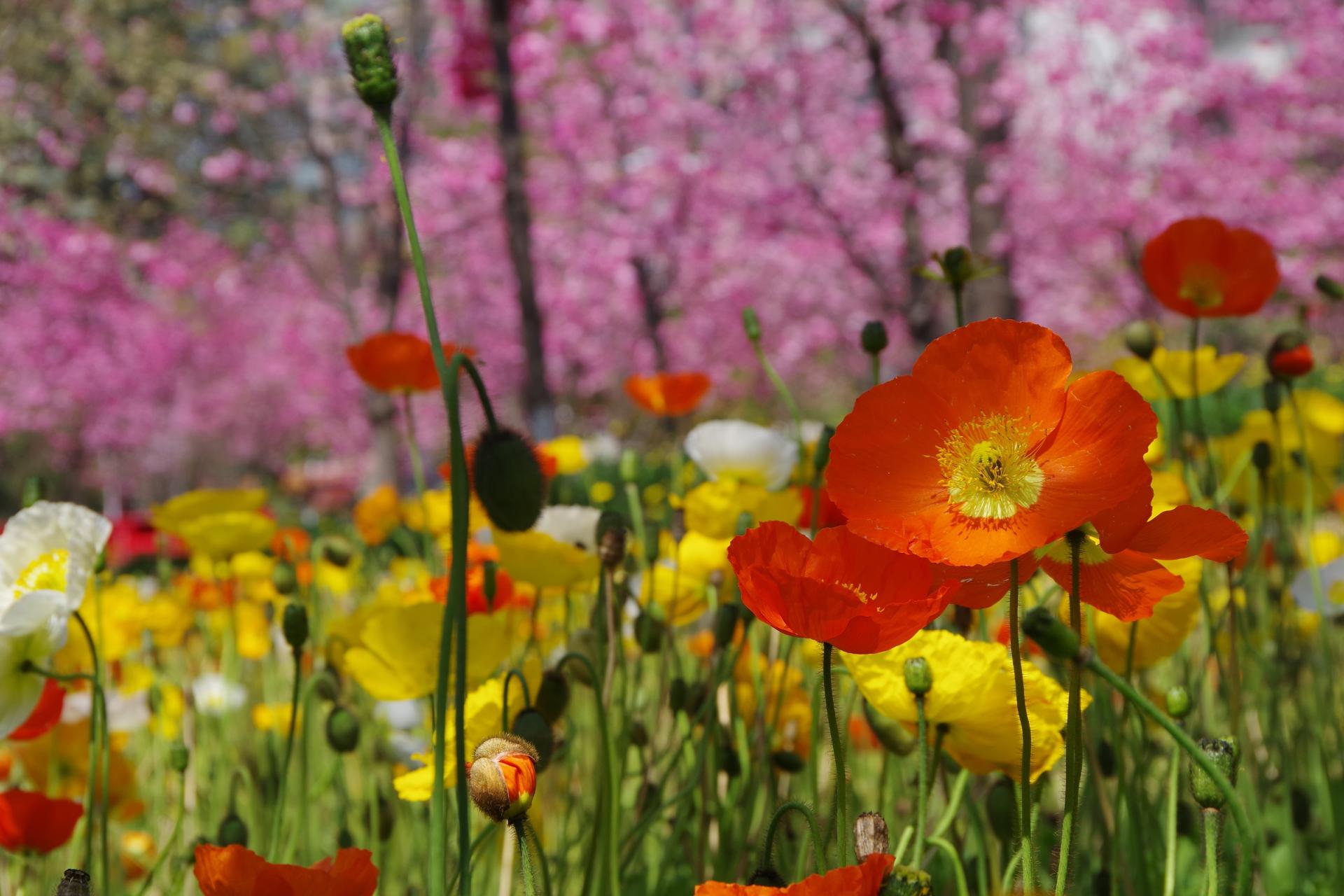 Kunming cherry