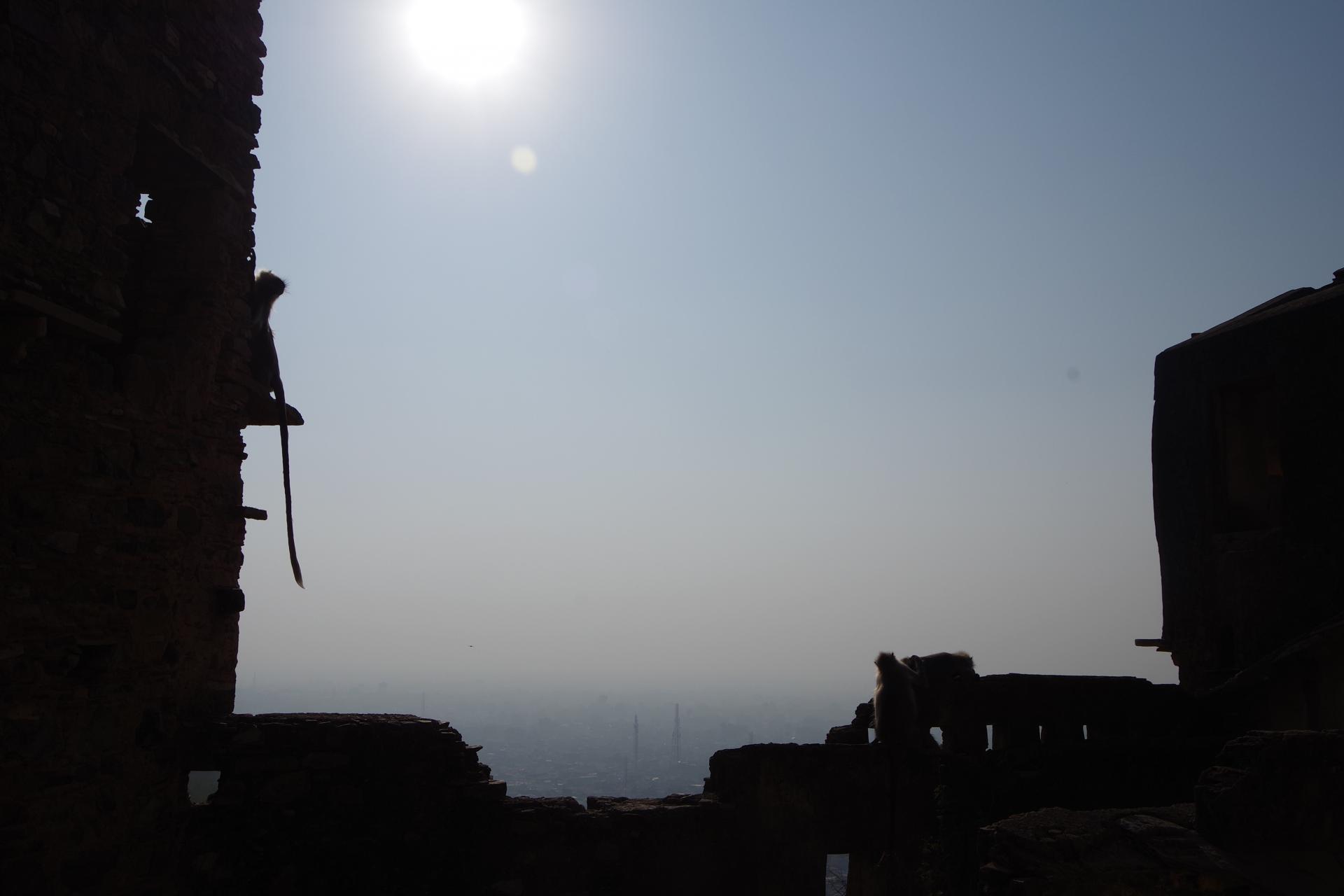 Bundi monkey 2