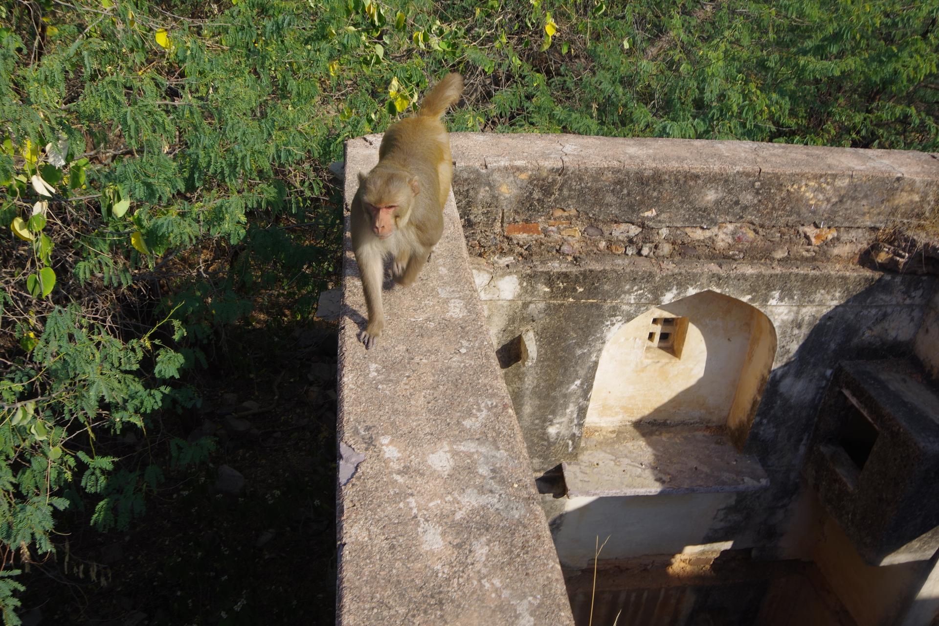Bundi monkey 3