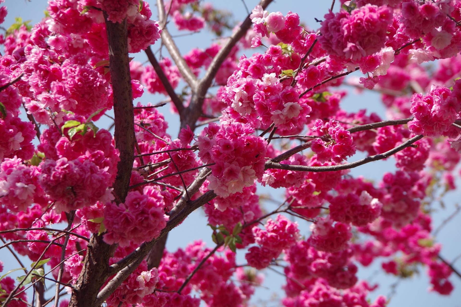 Kunming cherry