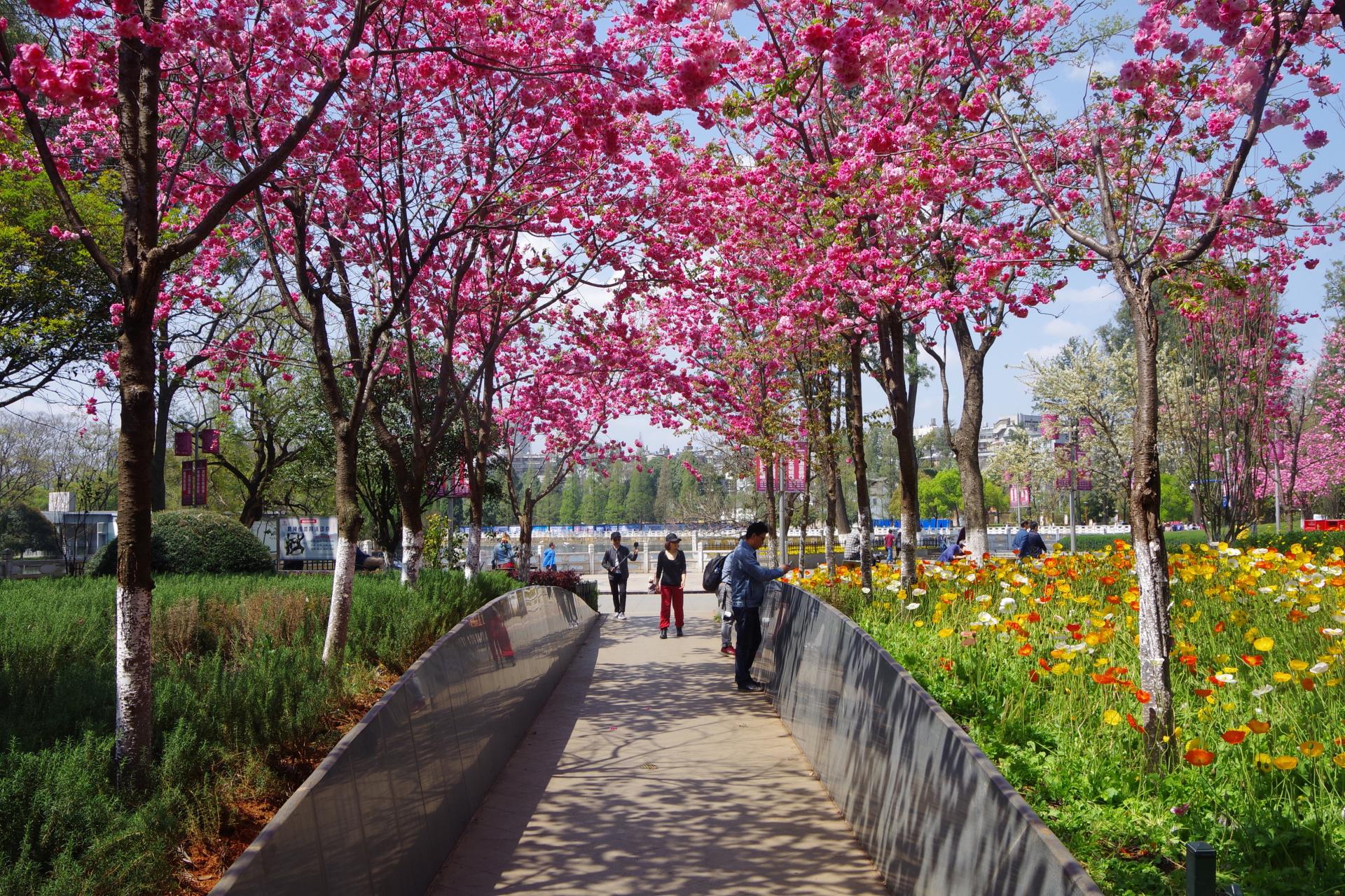 Kunming cherry