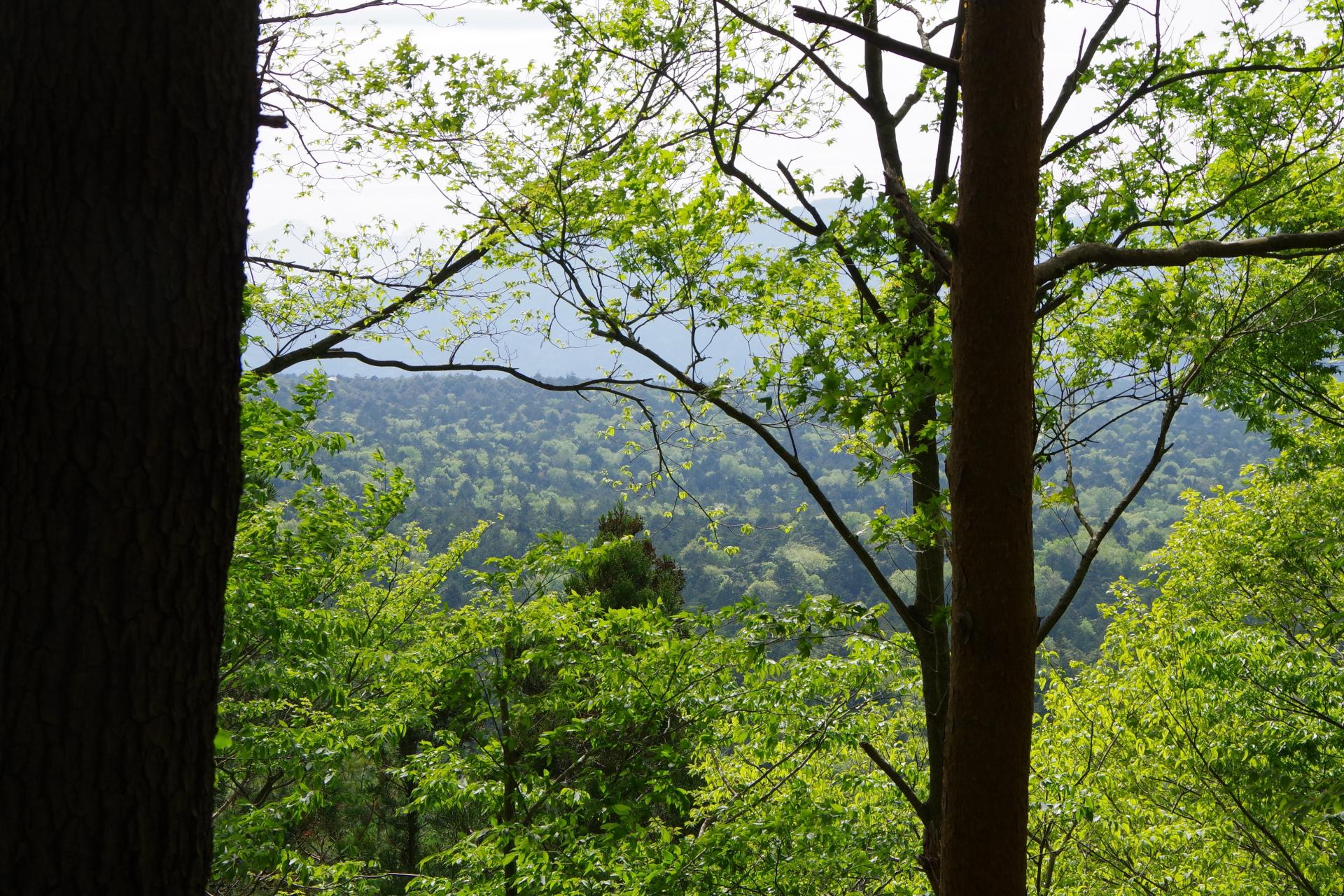 Aokigahara