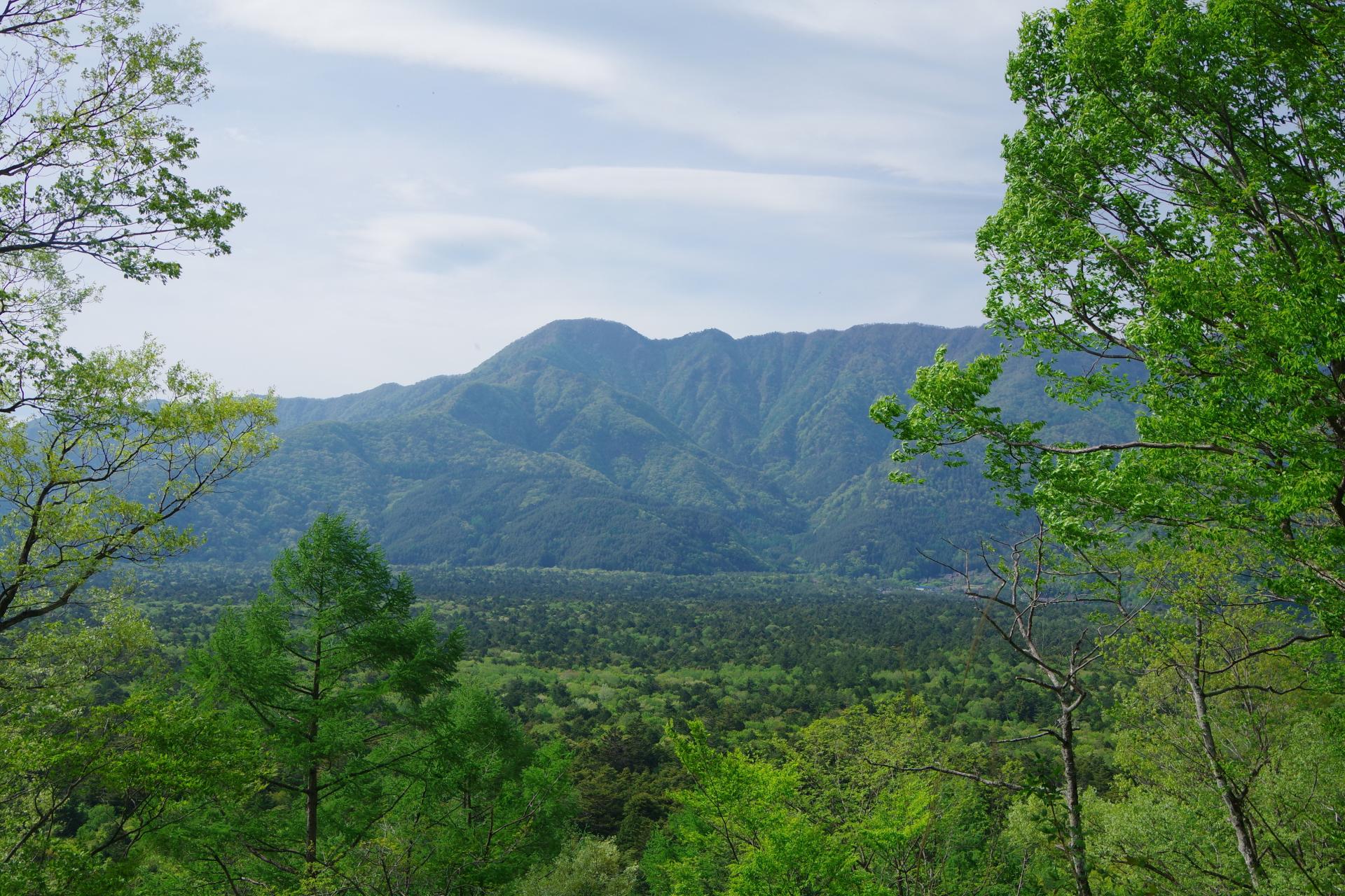 Aokigahara