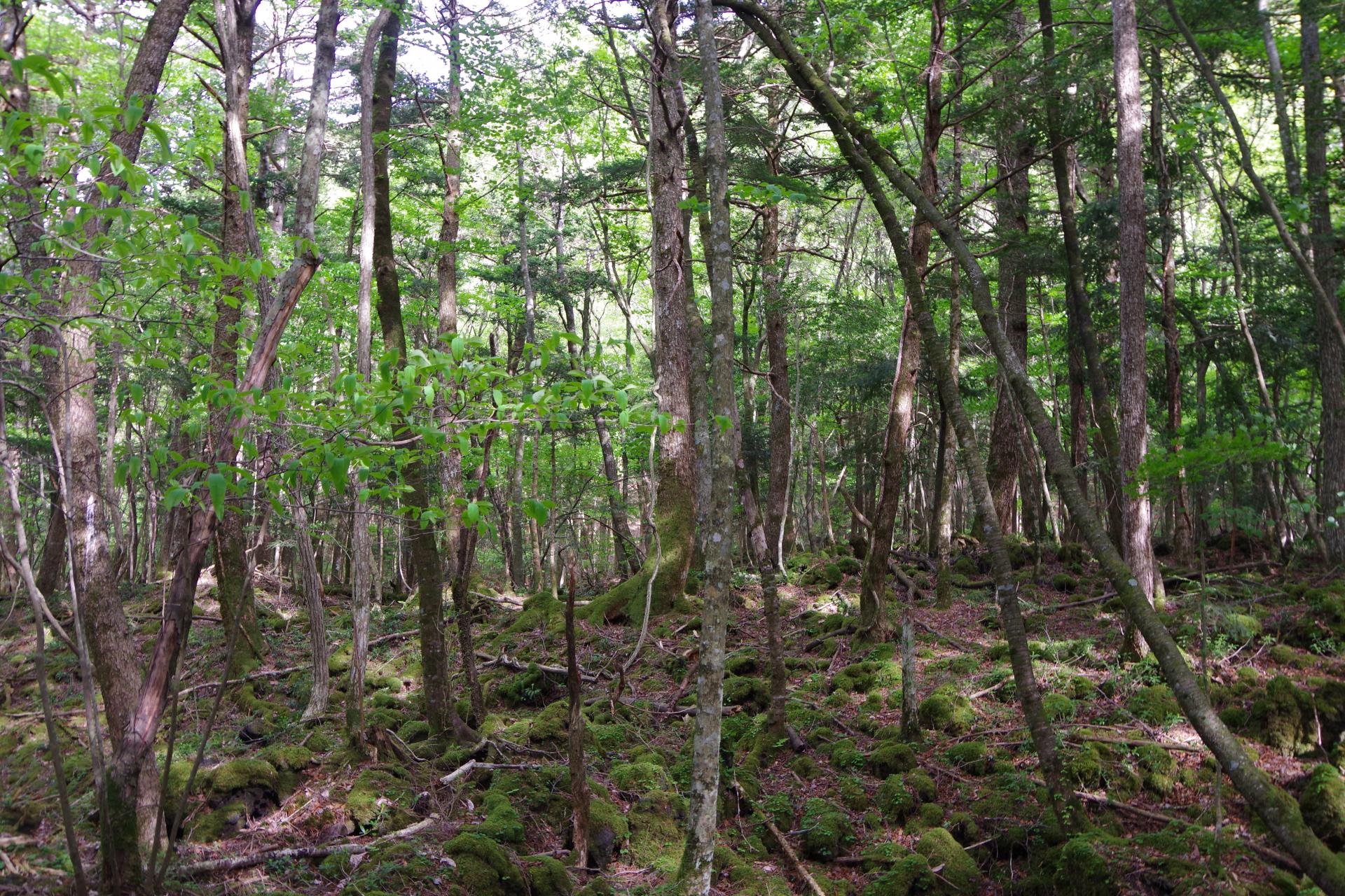 Aokigahara