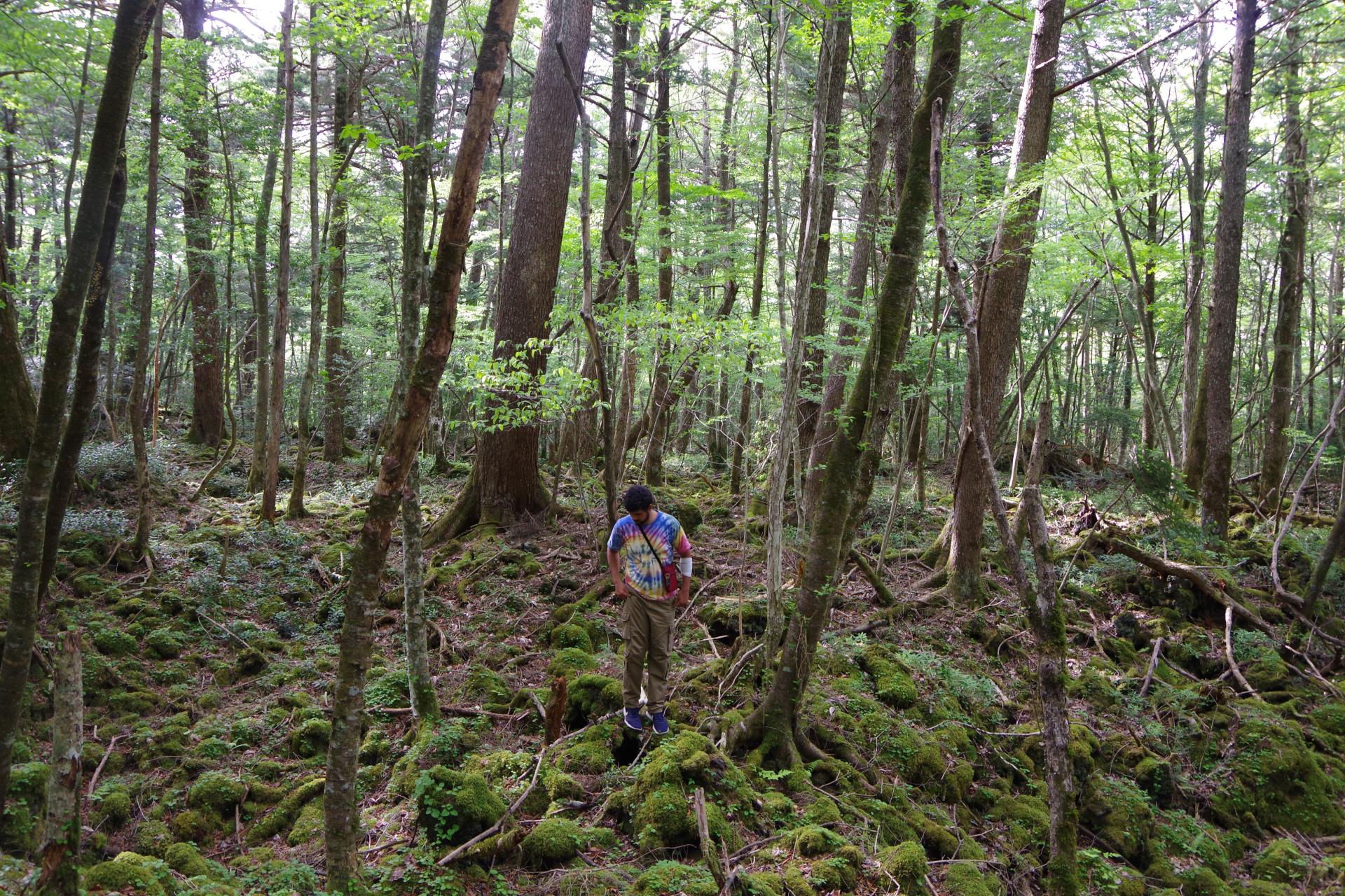 Aokigahara