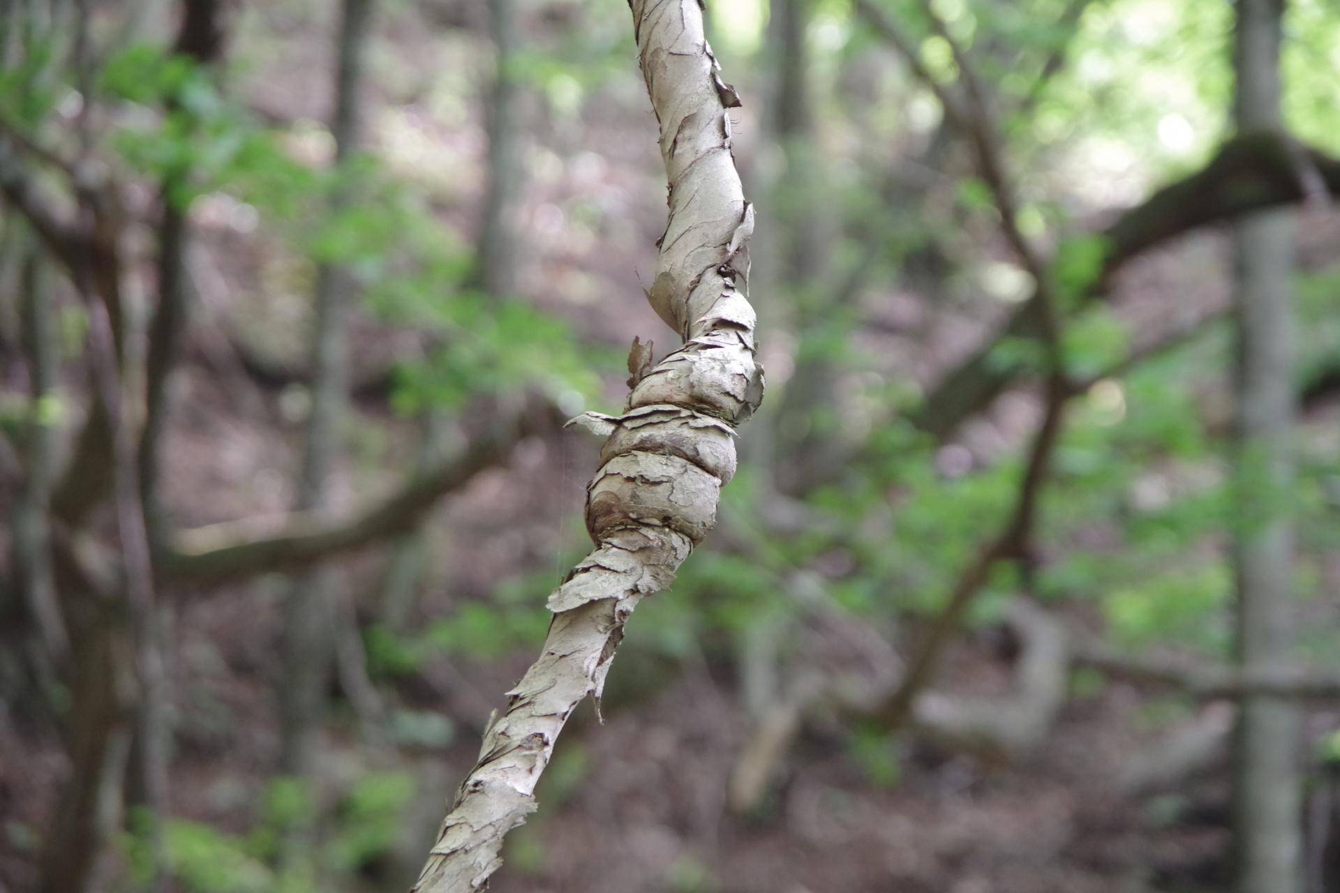 Aokigahara