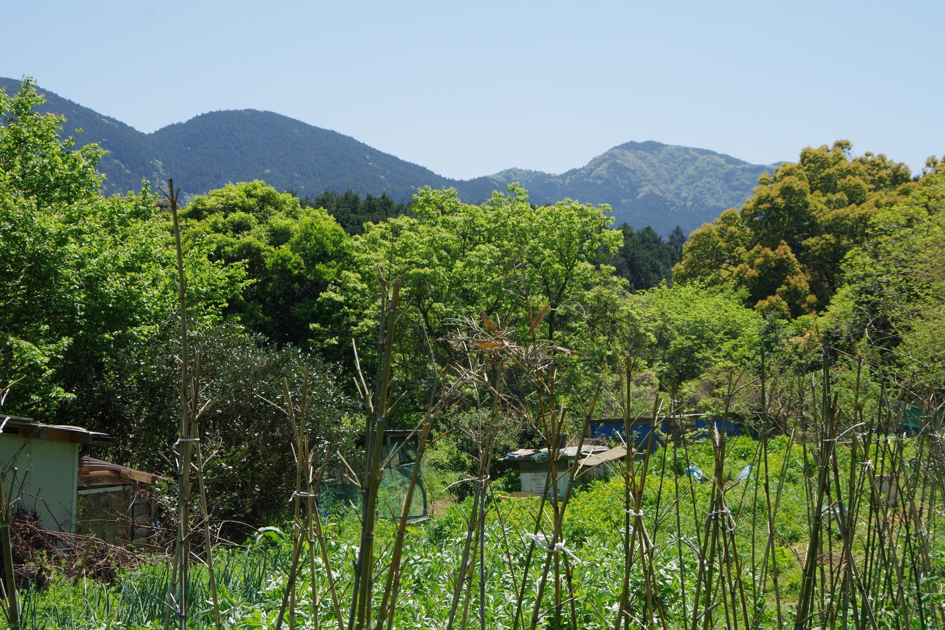 Kamiyamada farm
