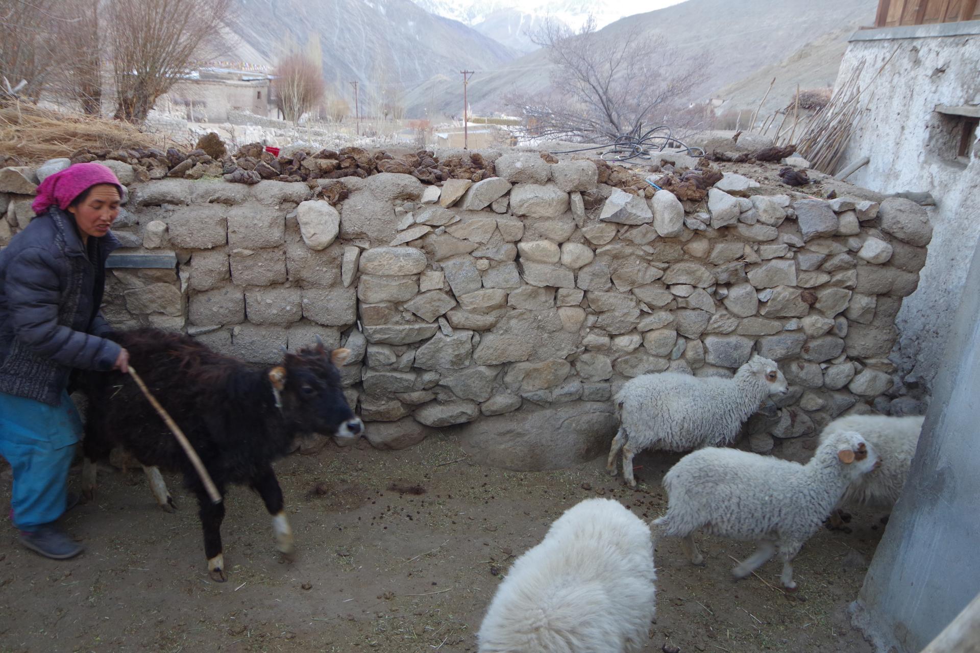 Hemis Shukpachan 2