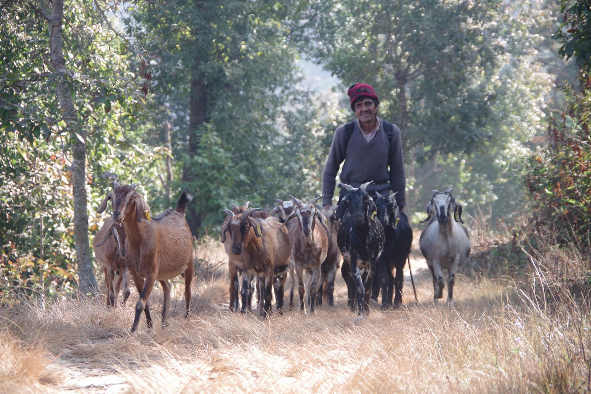 Gurung goat