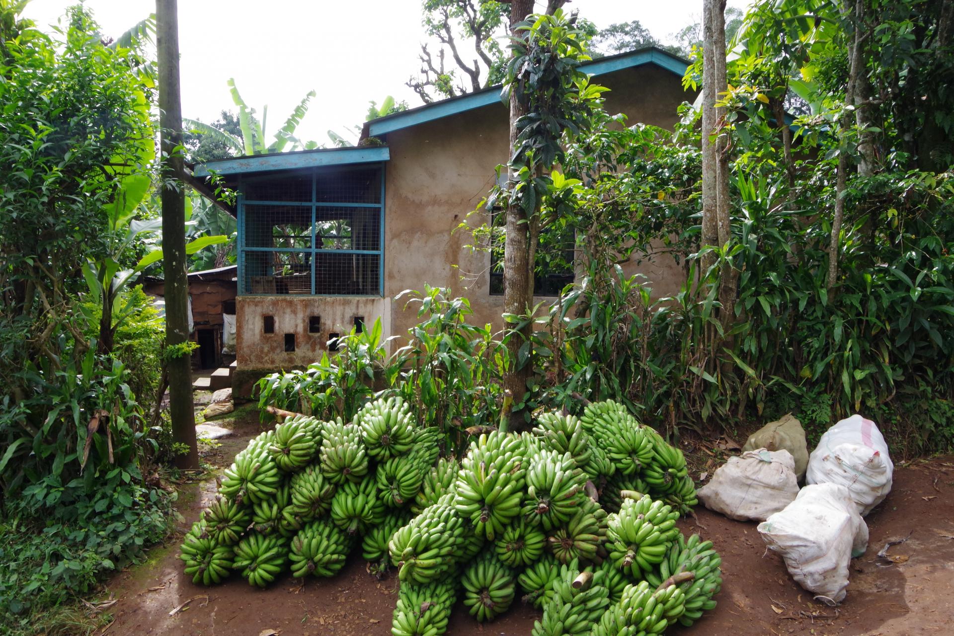 Cooking bananas