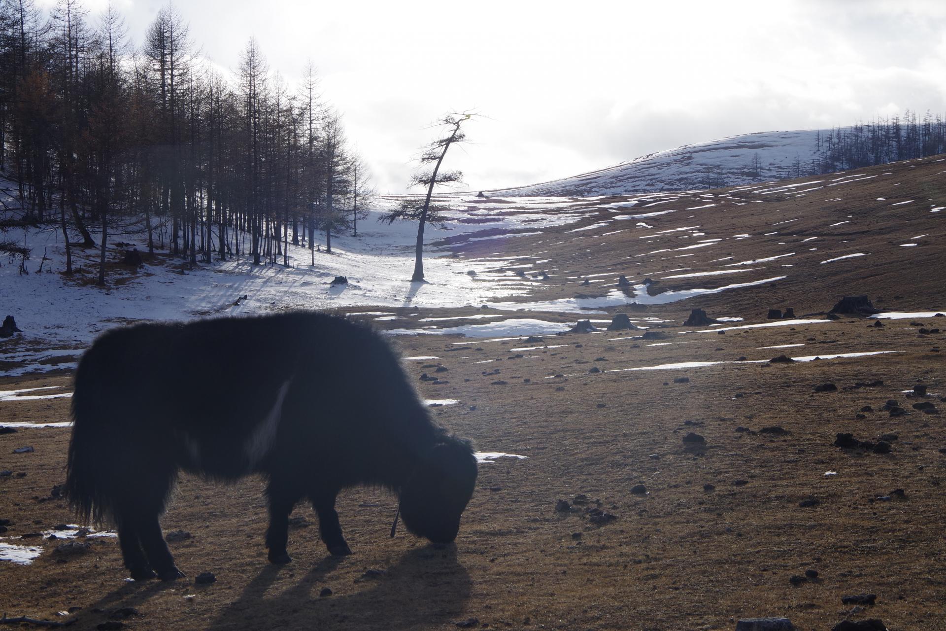Yak Hatgal farm