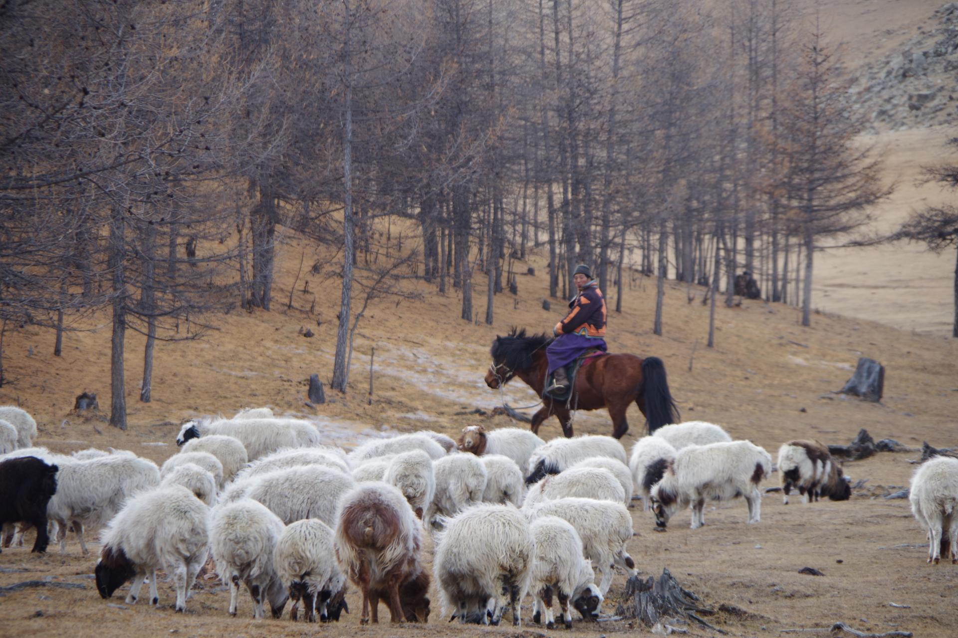 Mongol sheperd