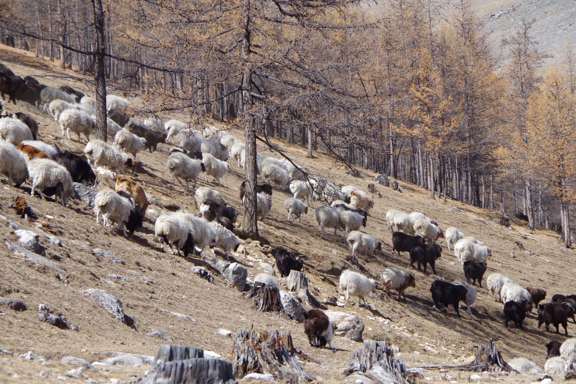 Sheep herd mongolia