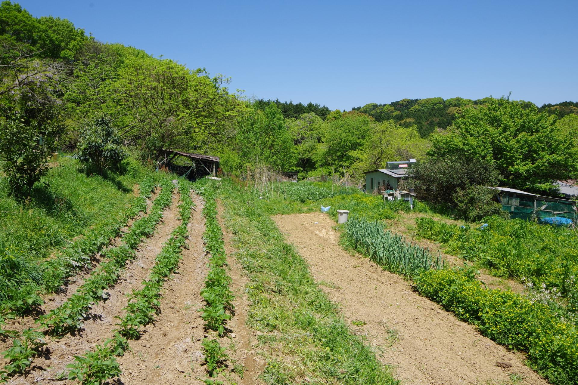 Kamiyamada farm
