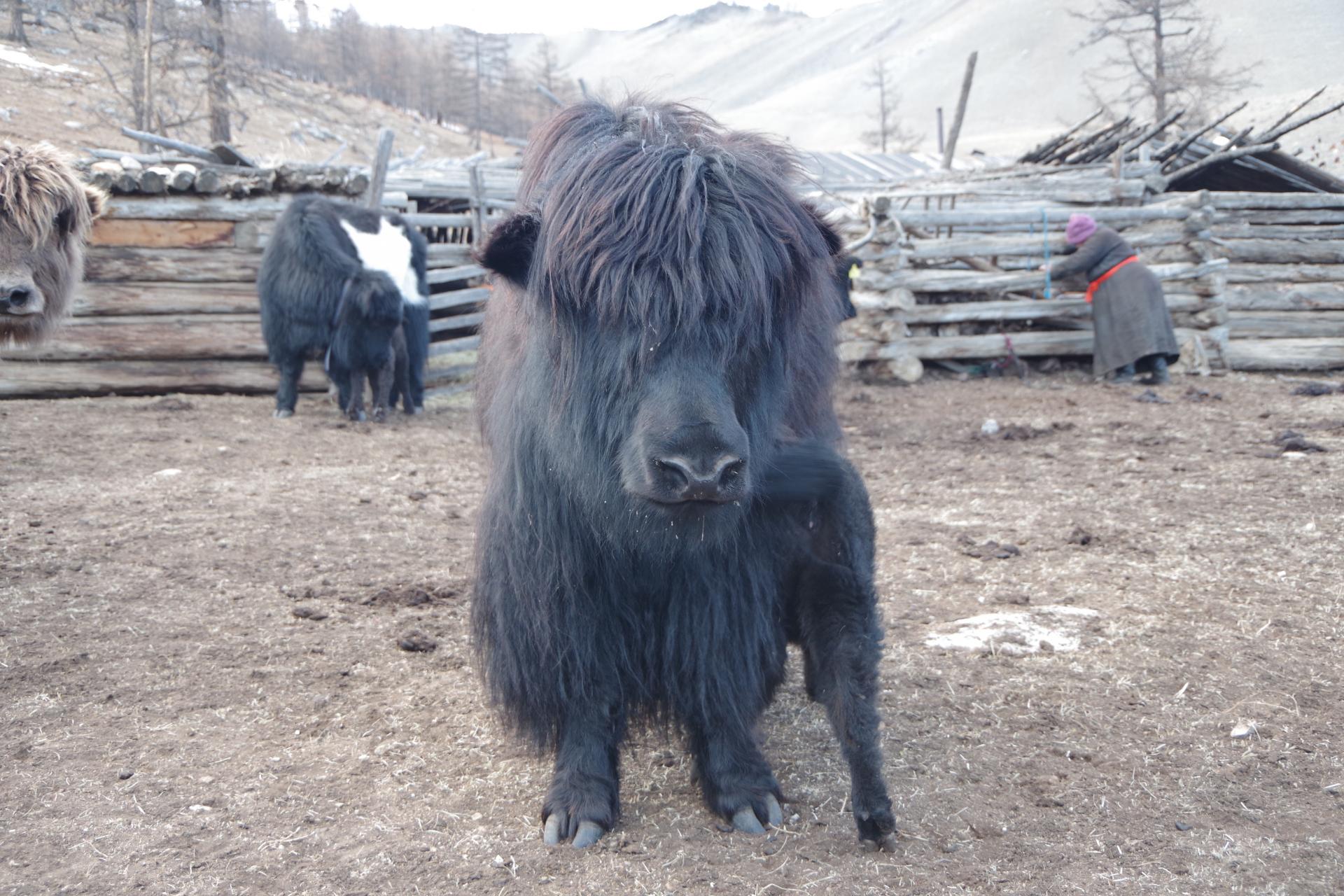 Baby yak feeding