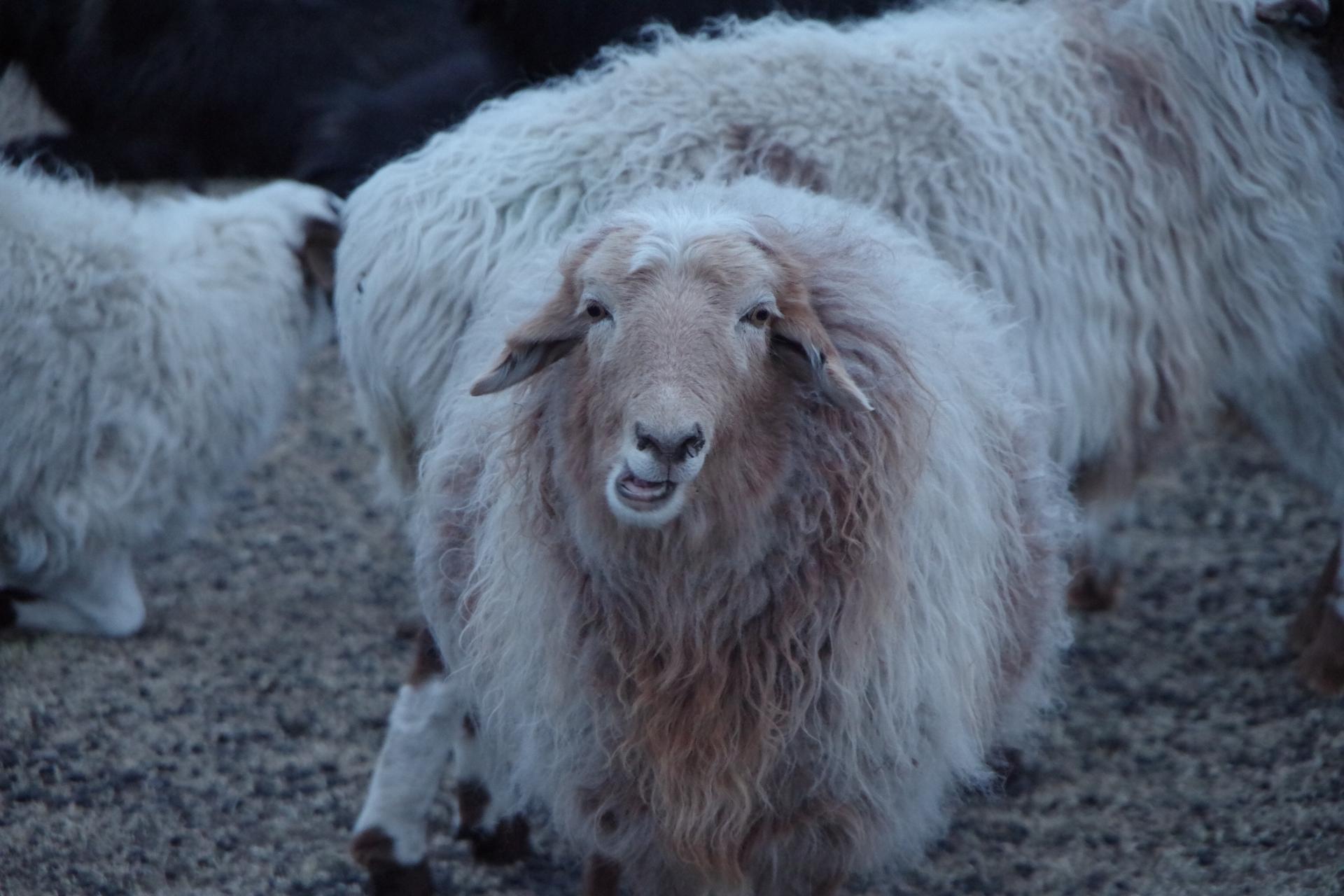 Mongolian Sheep