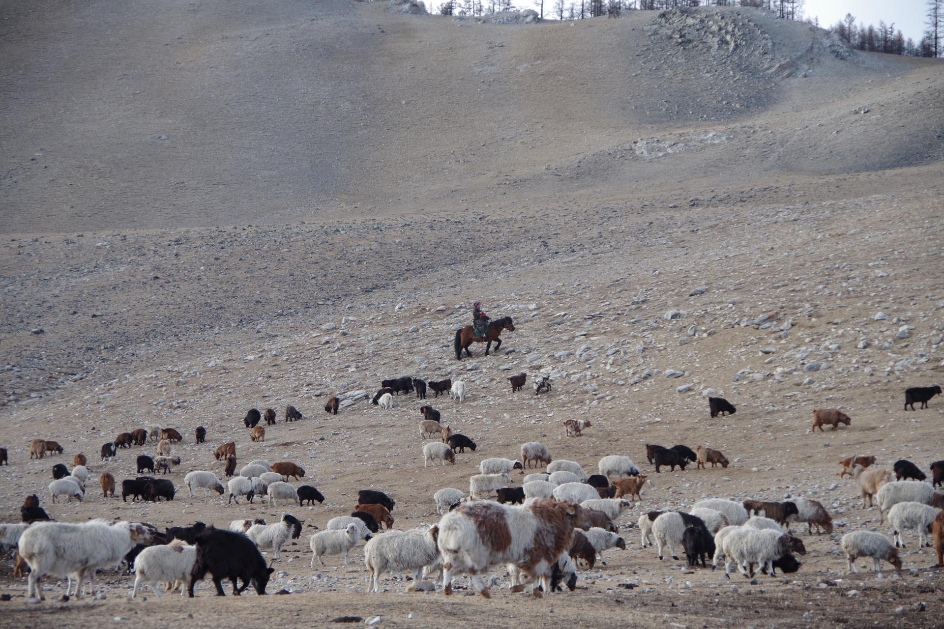 Mongolian sheperd