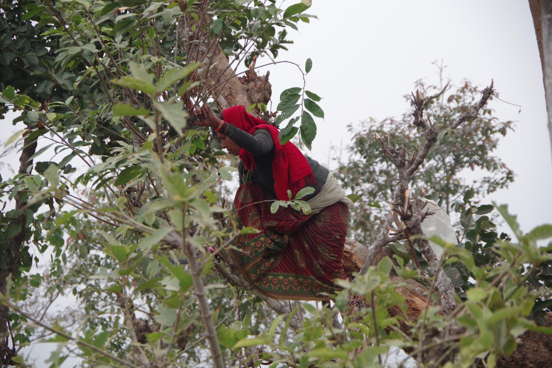 Gurung
