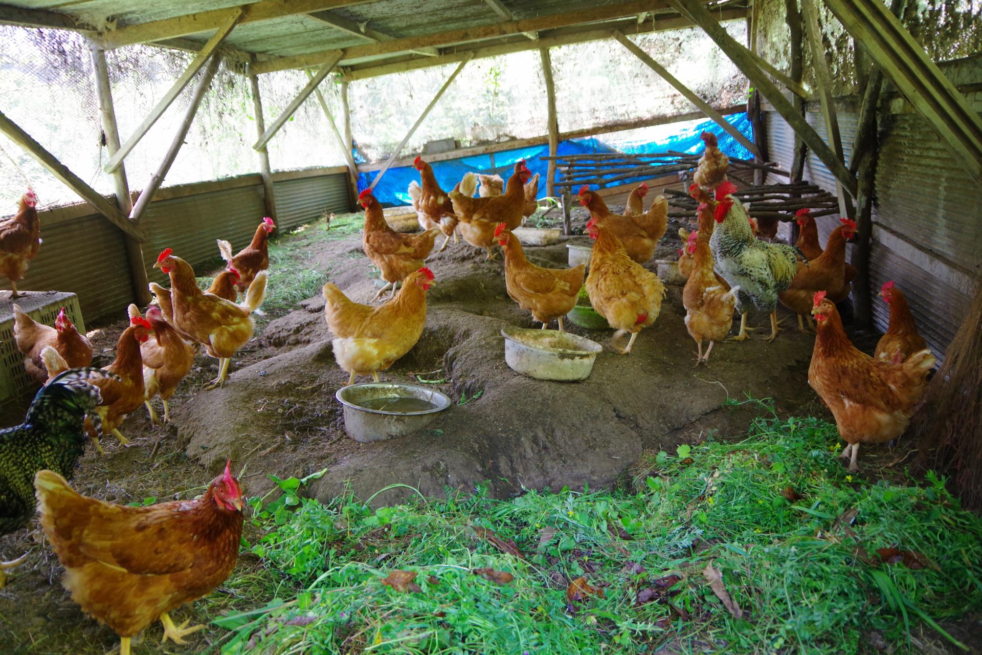 Free range chicken 100% bio