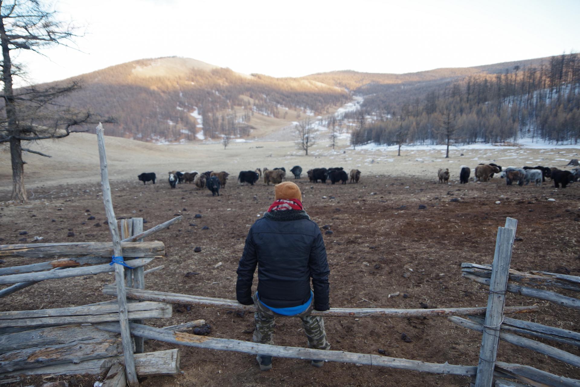 Khalid yaks fences