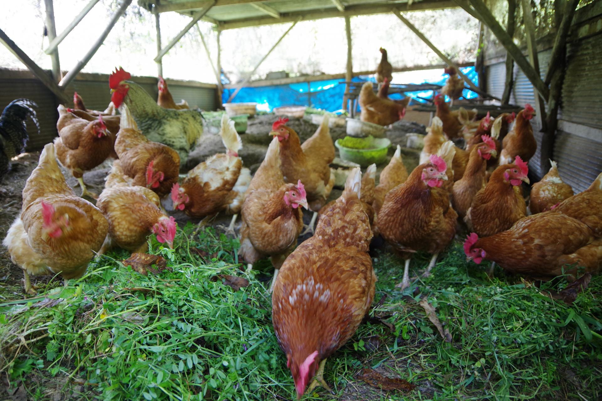 Free range chicken 100% bio