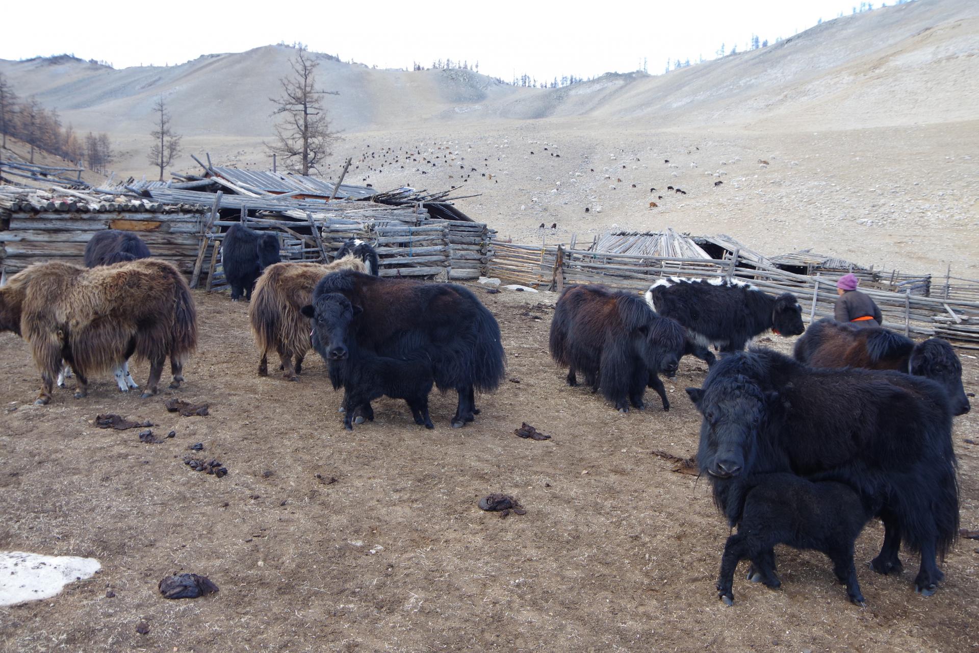 Baby yak feeding