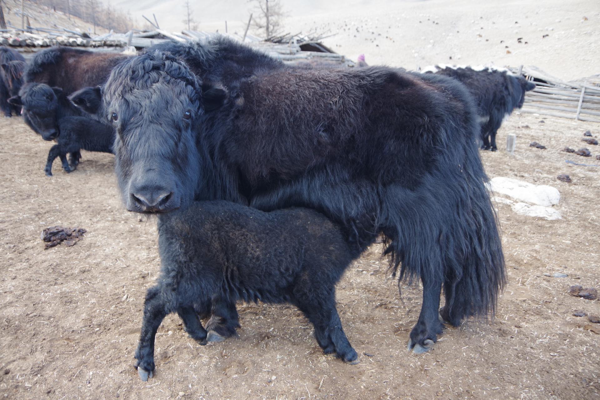 Baby yak feeding