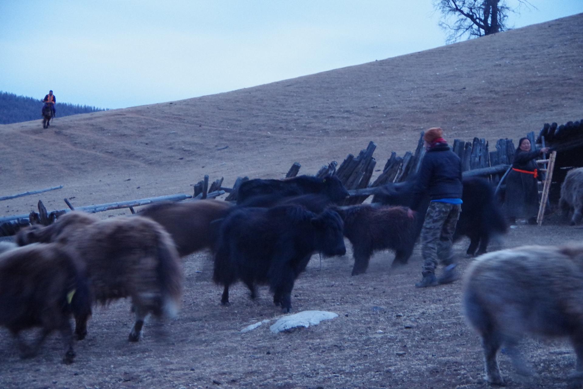 yaks back home hatgal