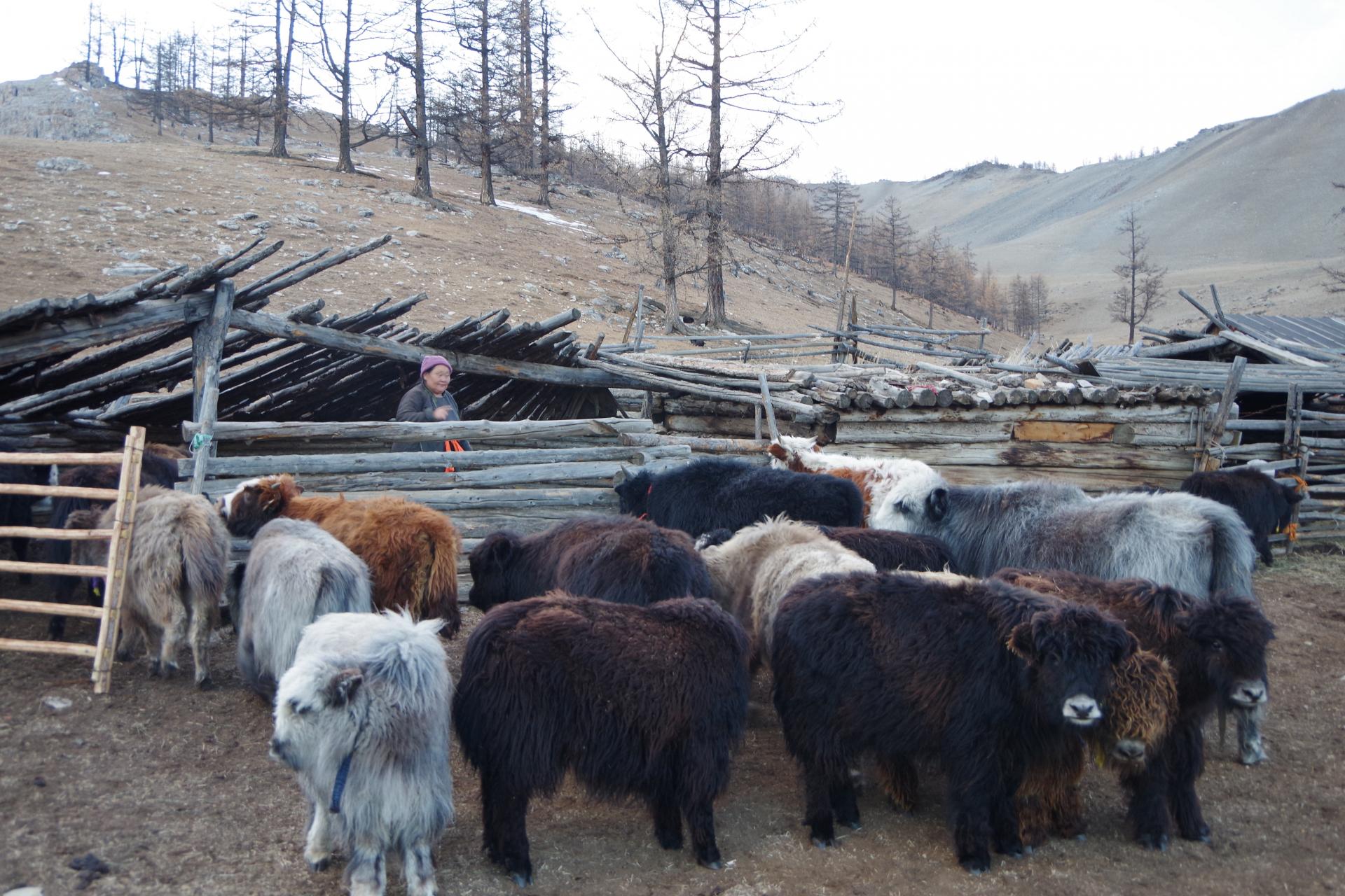 yaks back home hatgal