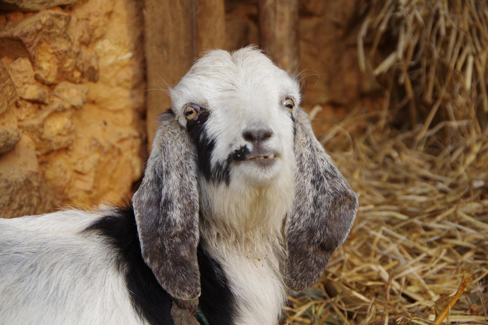 Gorkha goat