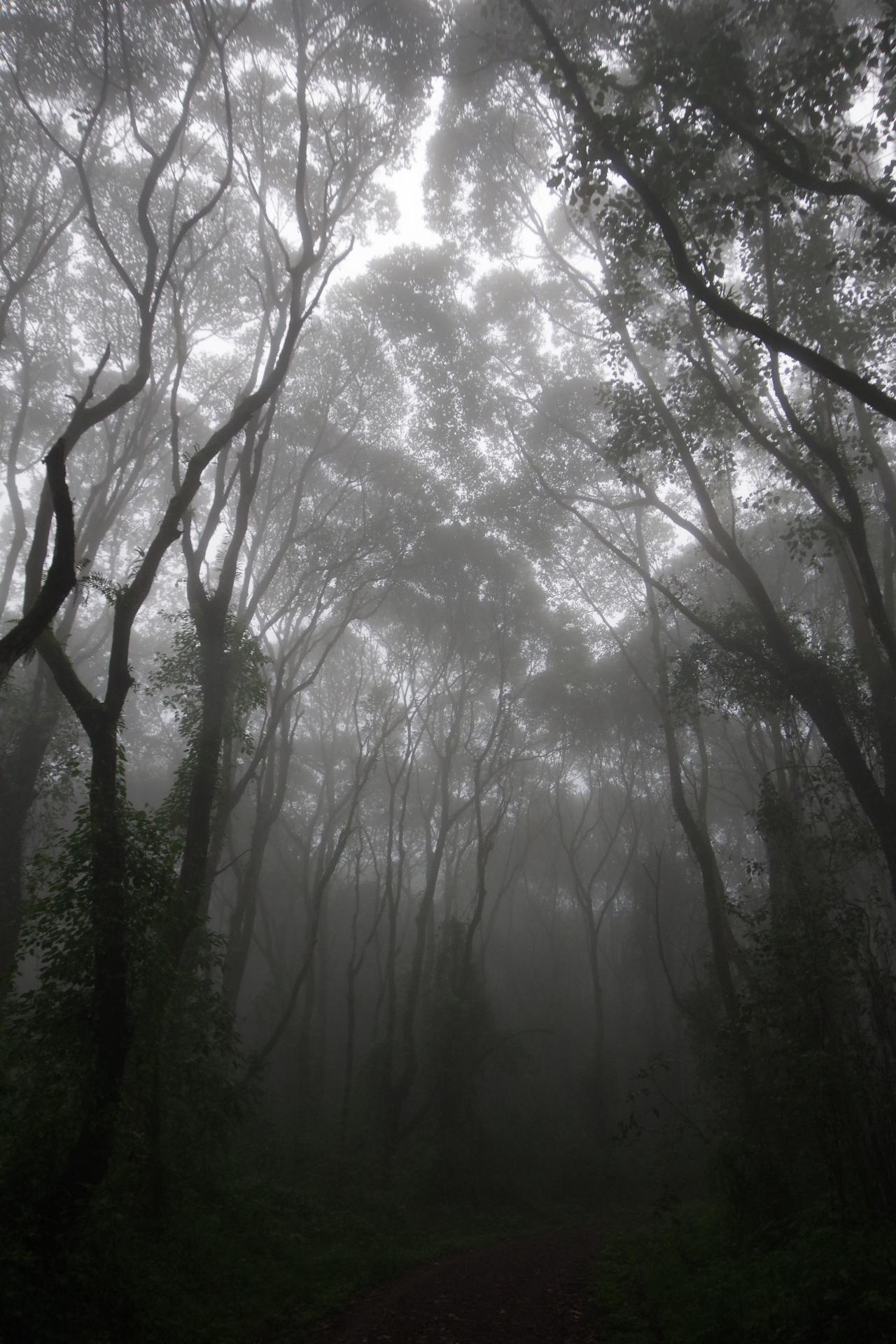 Forêt du Kilimanjaro