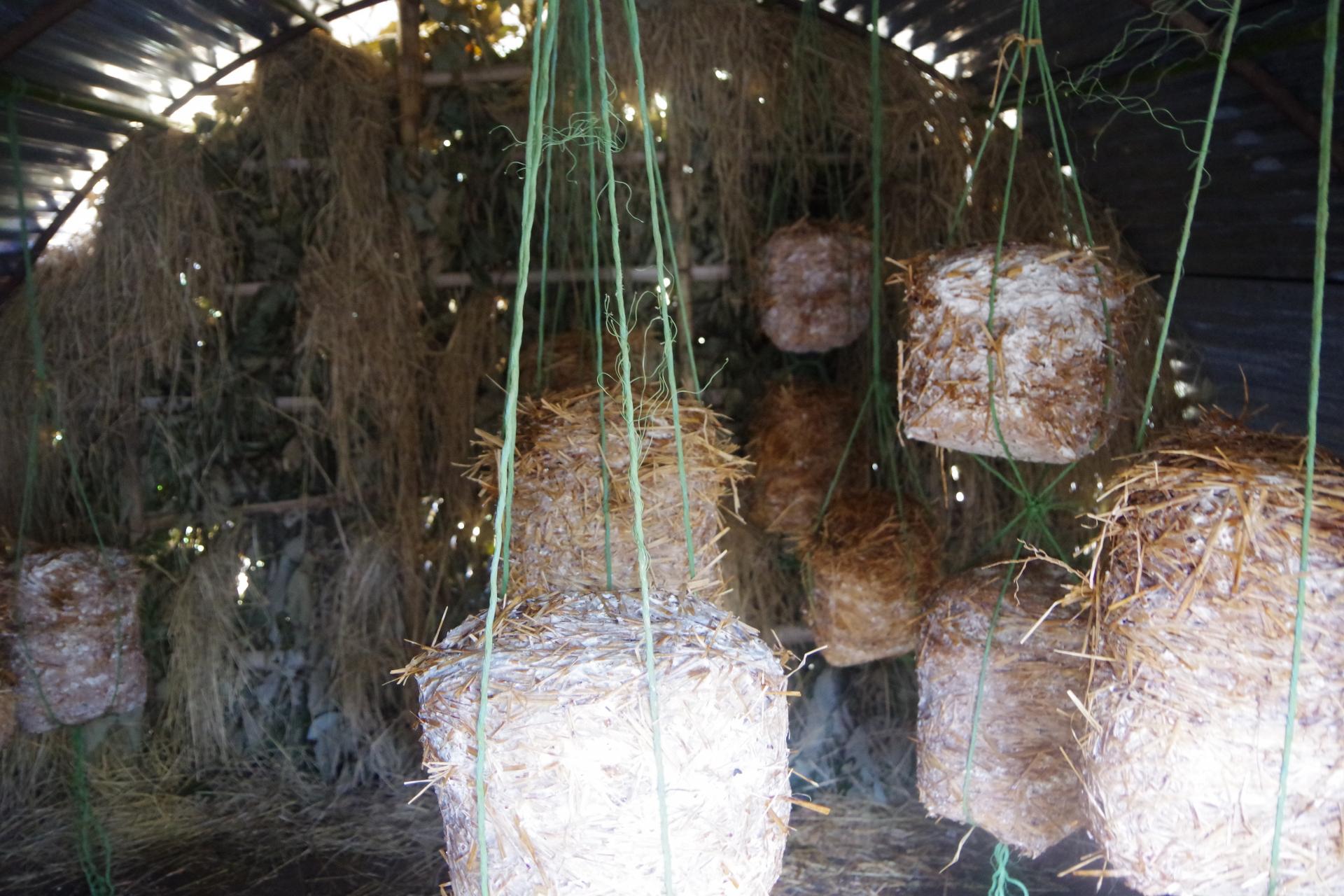 Mushroom greenhouse
