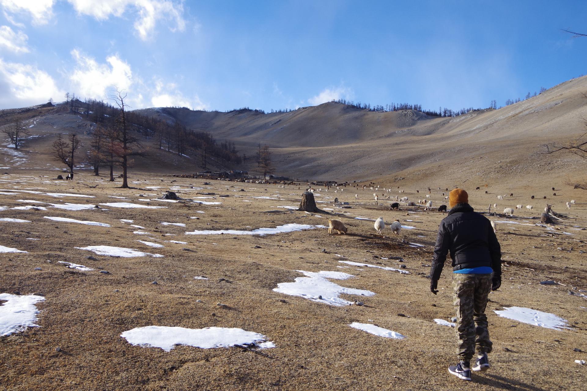 Sheep herd mongolia