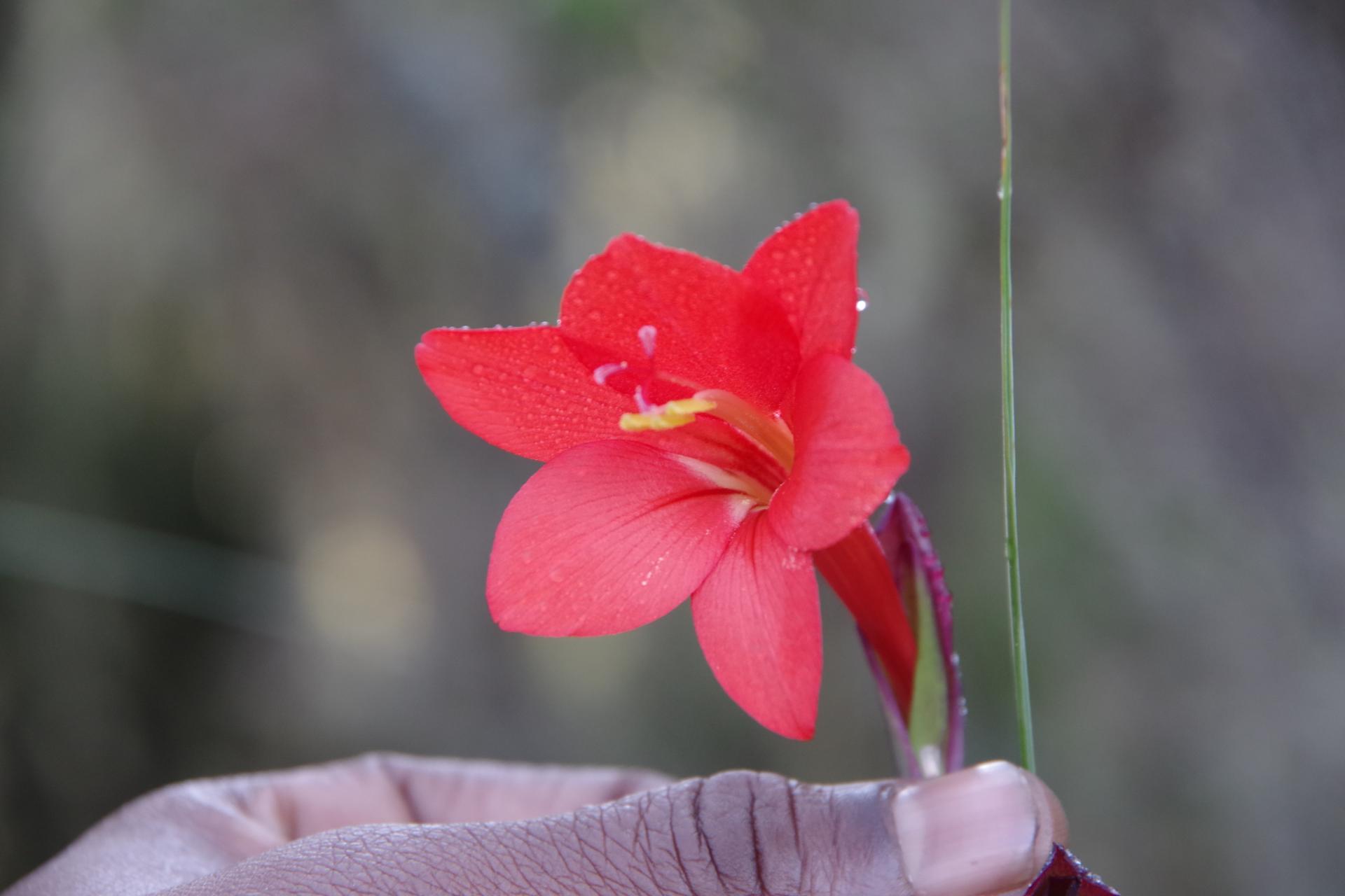 Jolie fleur rouge et main de Vasili