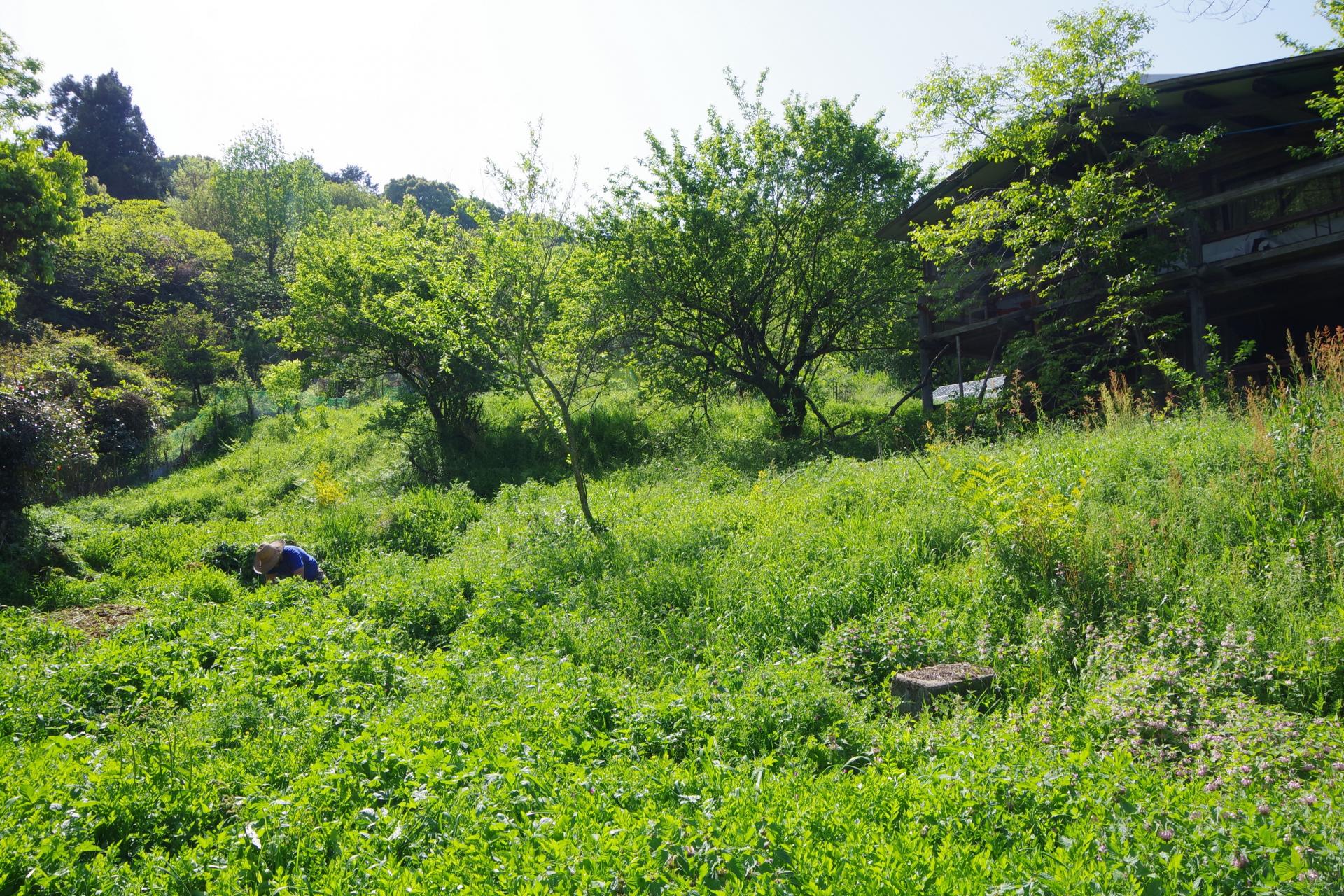 Kamiyamada farm