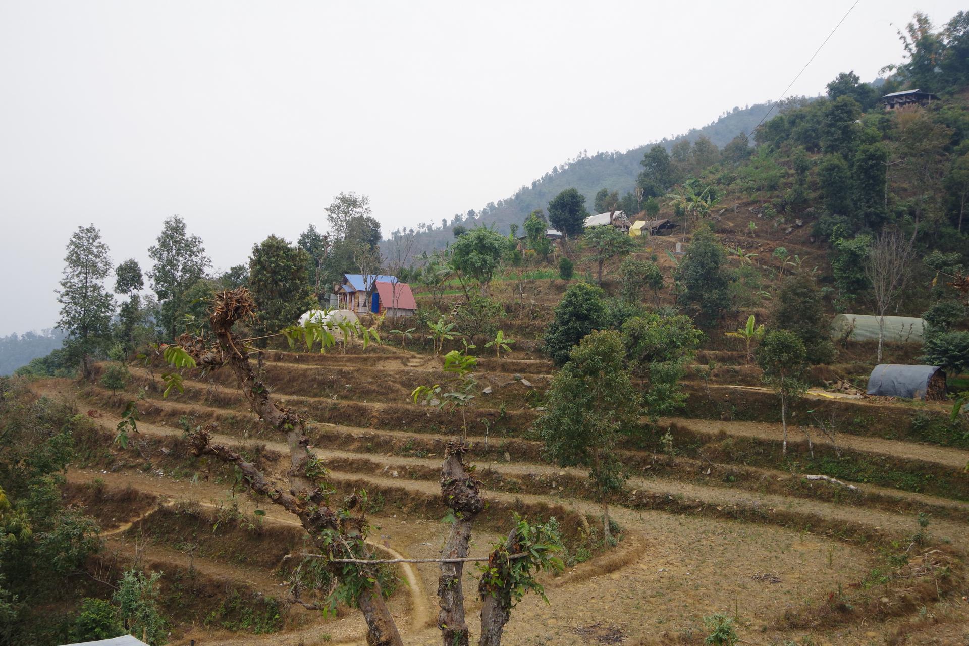Patiswara farm