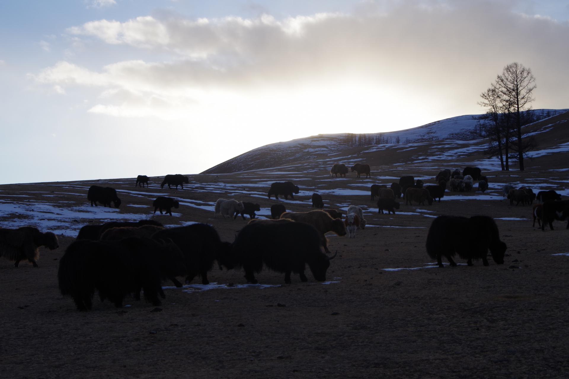 Mongolia