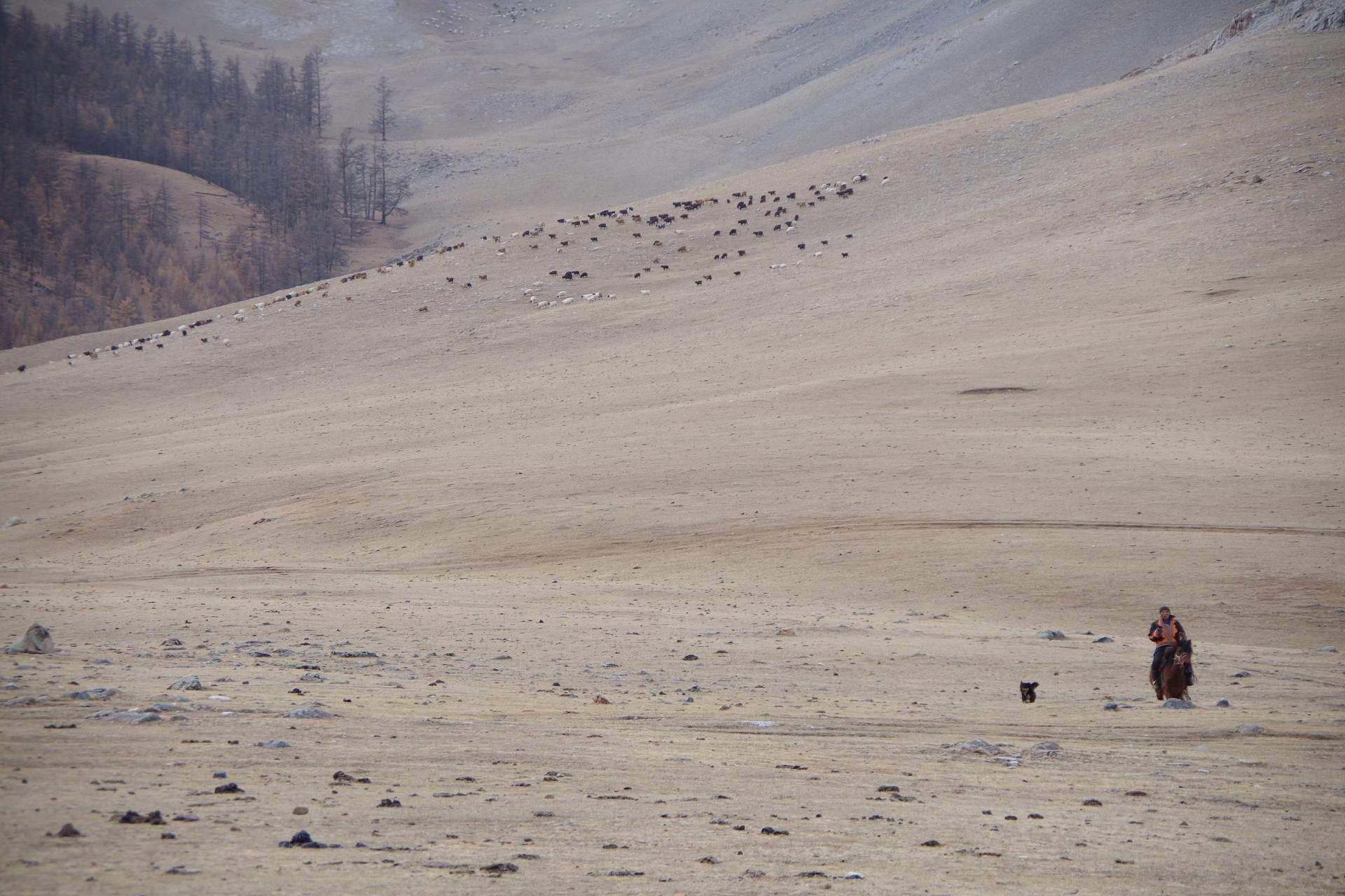 Sheep herd mongolia