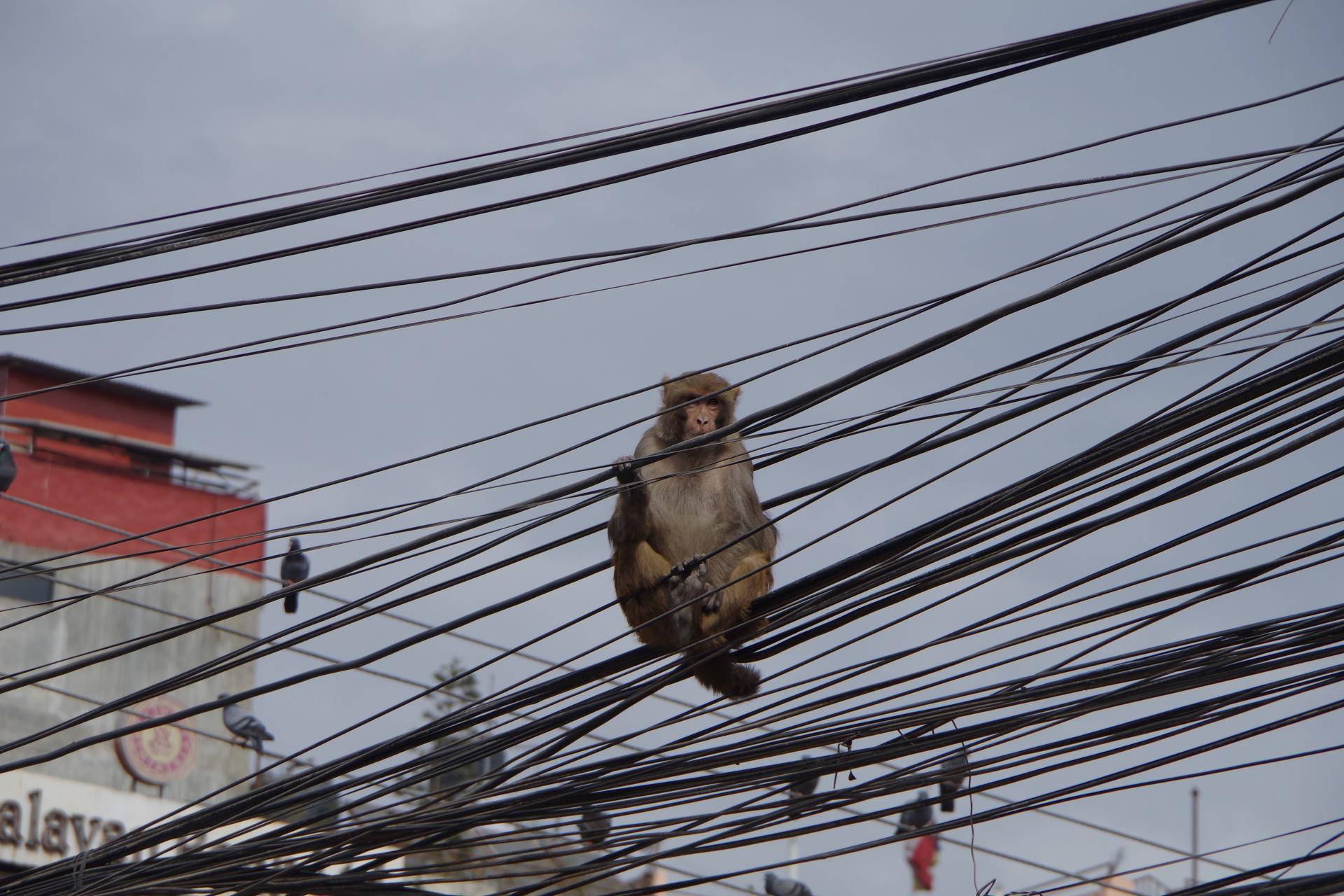 Katmandu monkey